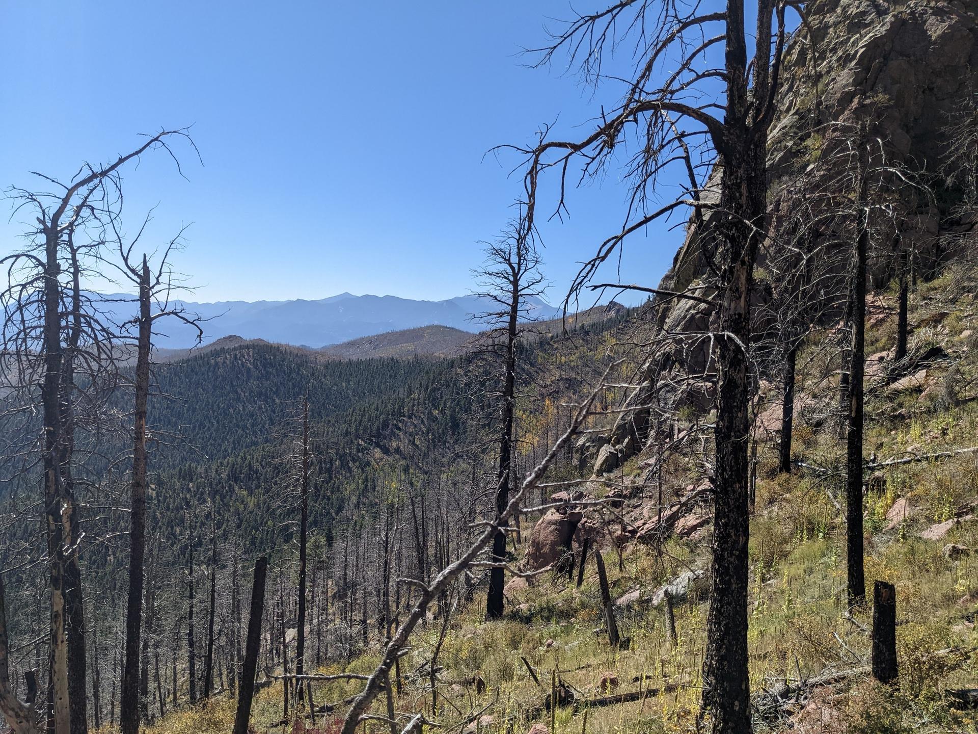 Numerous barren trees on a steep, rocky hillside overlooking distant mountains.