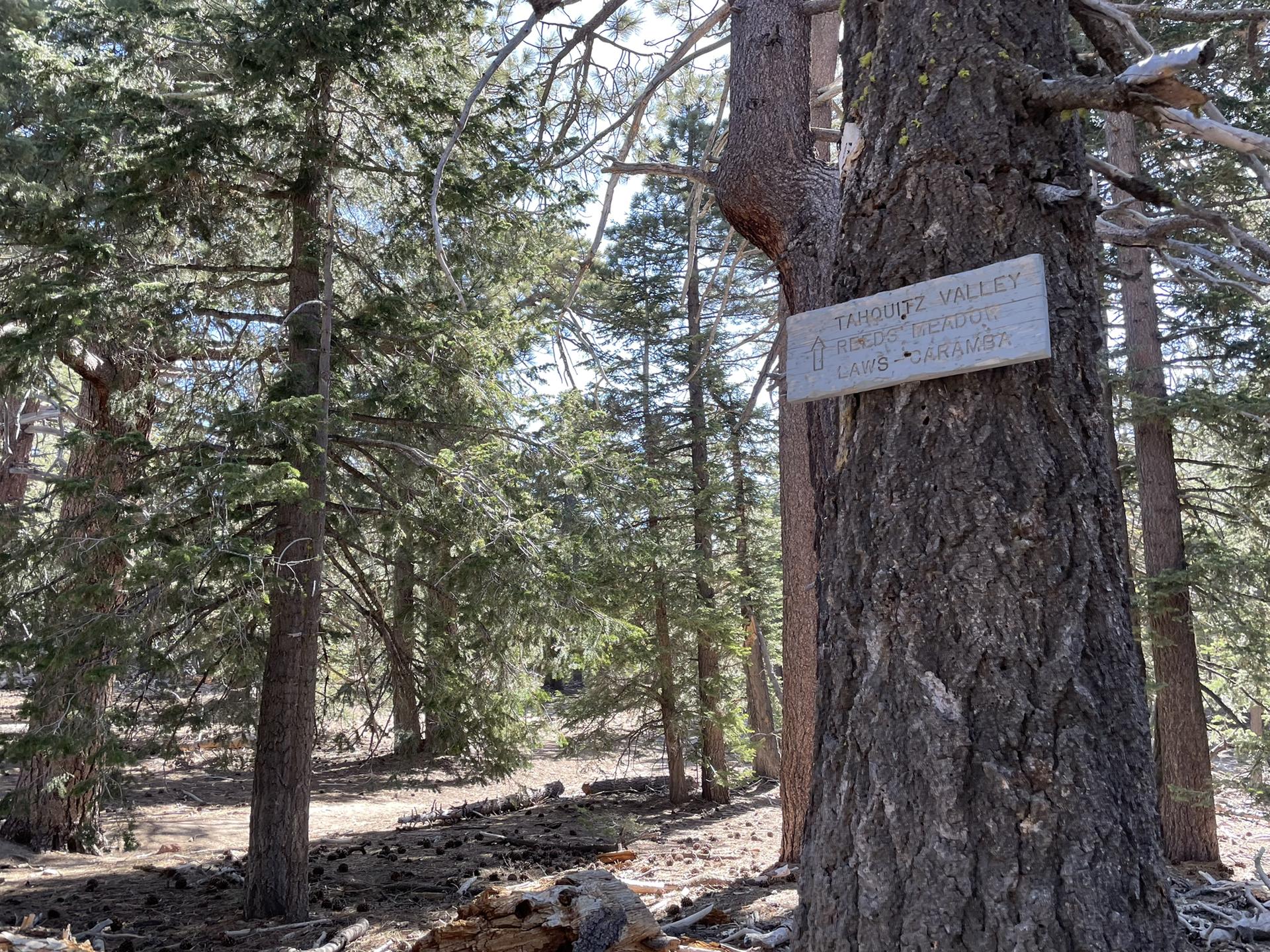 A wooden sign is attached to a large tree trunk in a dense forest.