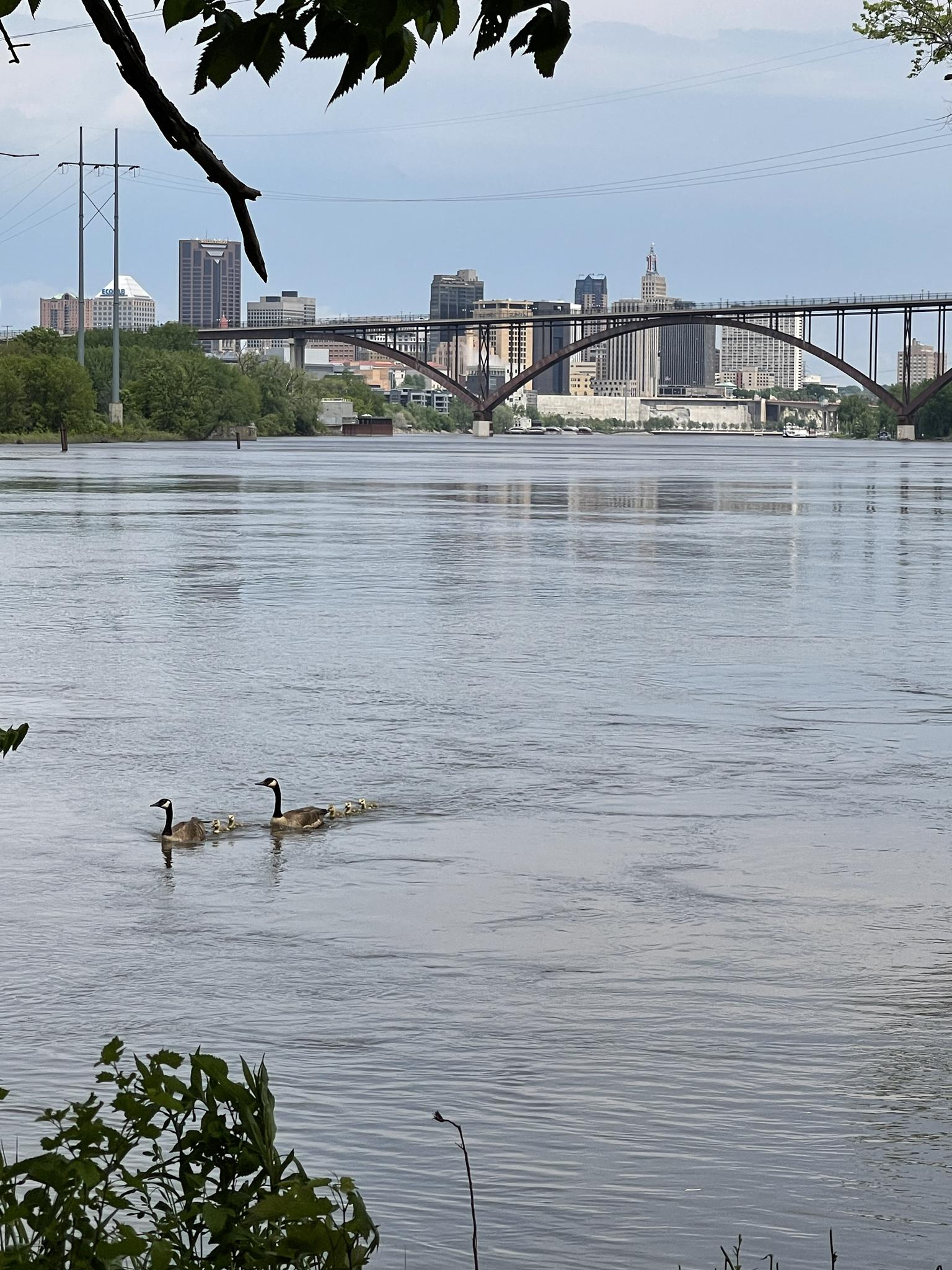 Two geese swim in a wide river with a city skyline and bridge.