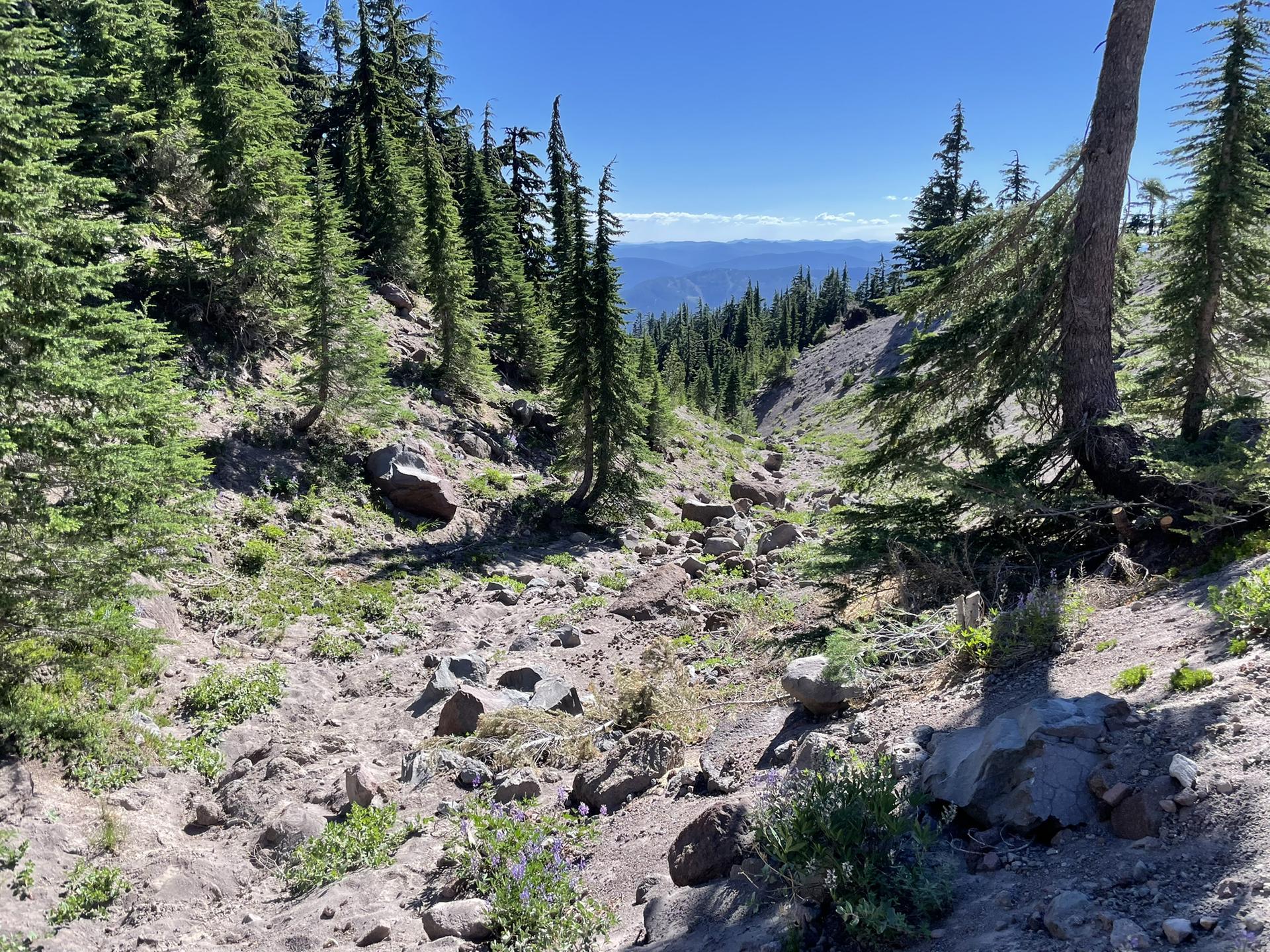 Rocky, dry gully with scattered evergreen trees under a bright blue sky.