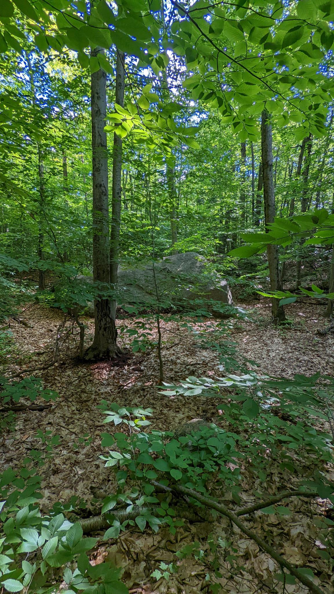 Dense forest with dappled sunlight illuminating green foliage and leafy ground.