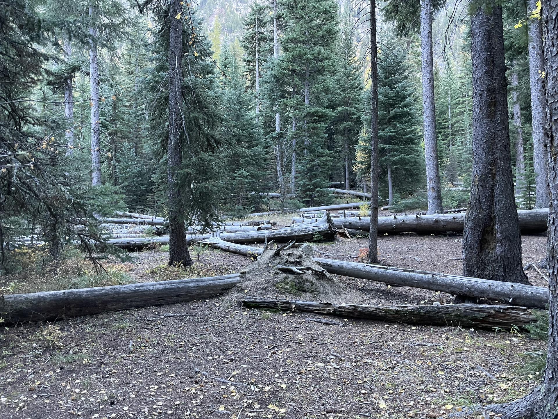 Forest floor covered with numerous fallen logs and tall evergreen trees.