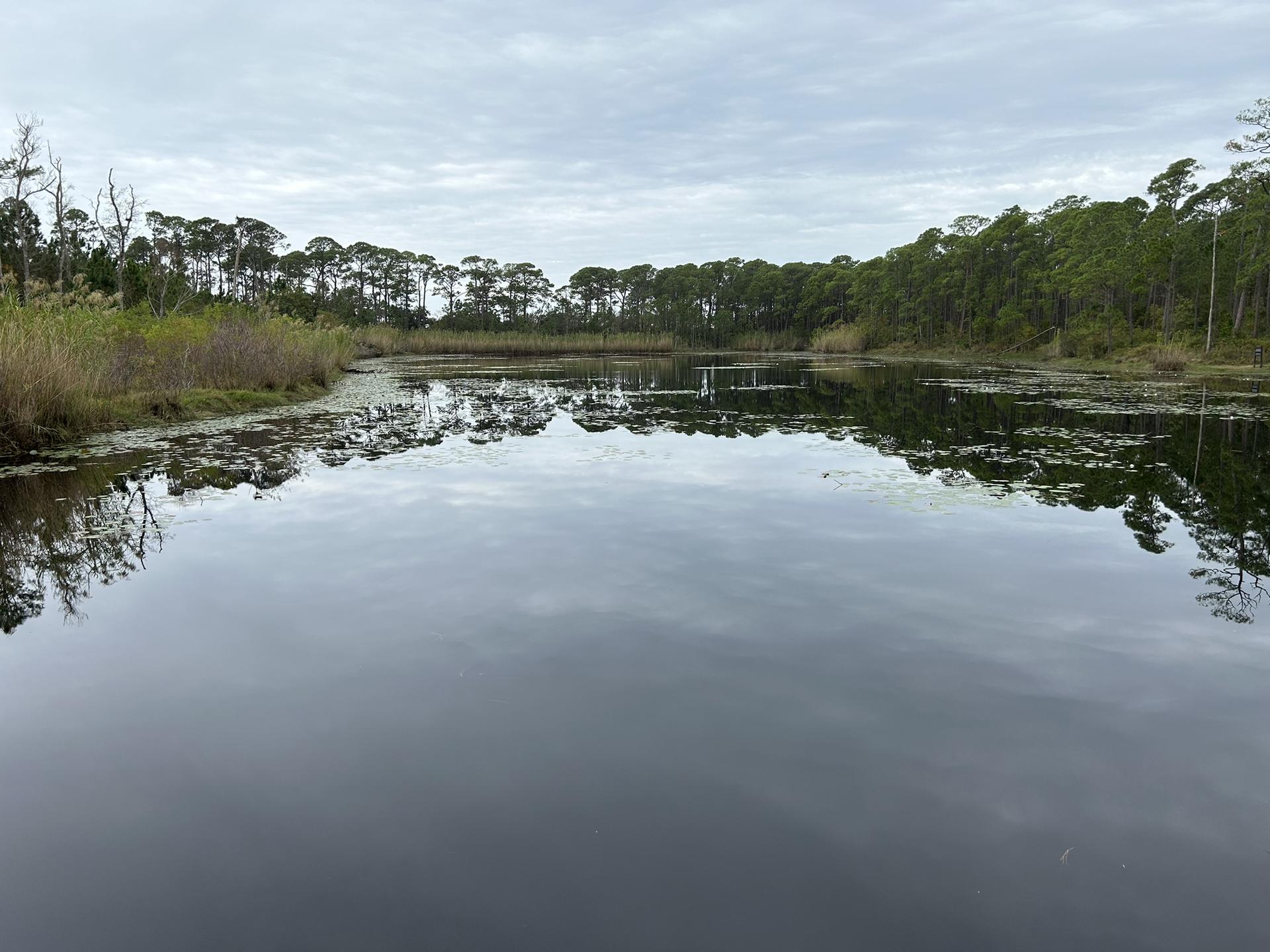 Calm water reflects dense forest under an overcast sky.