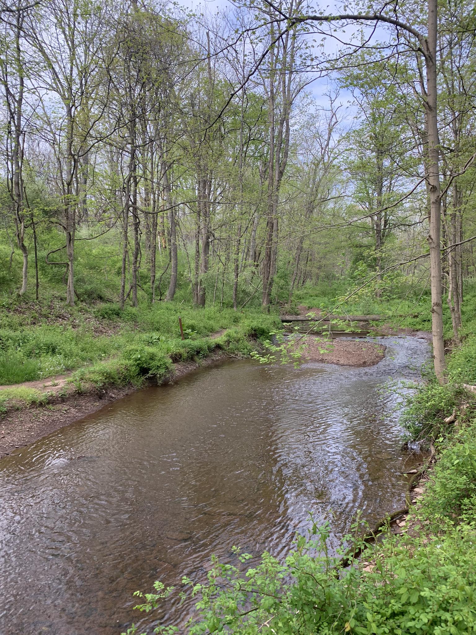 A winding stream in a vibrant green forest under a cloudy sky.