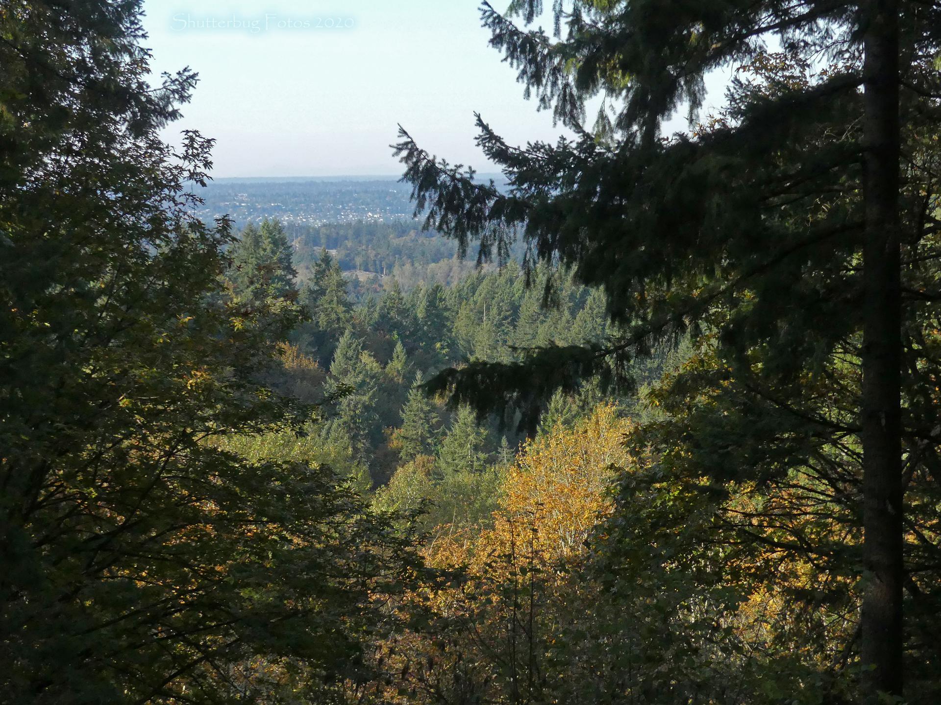 Forest canopy frames a distant view of a valley under a clear sky.