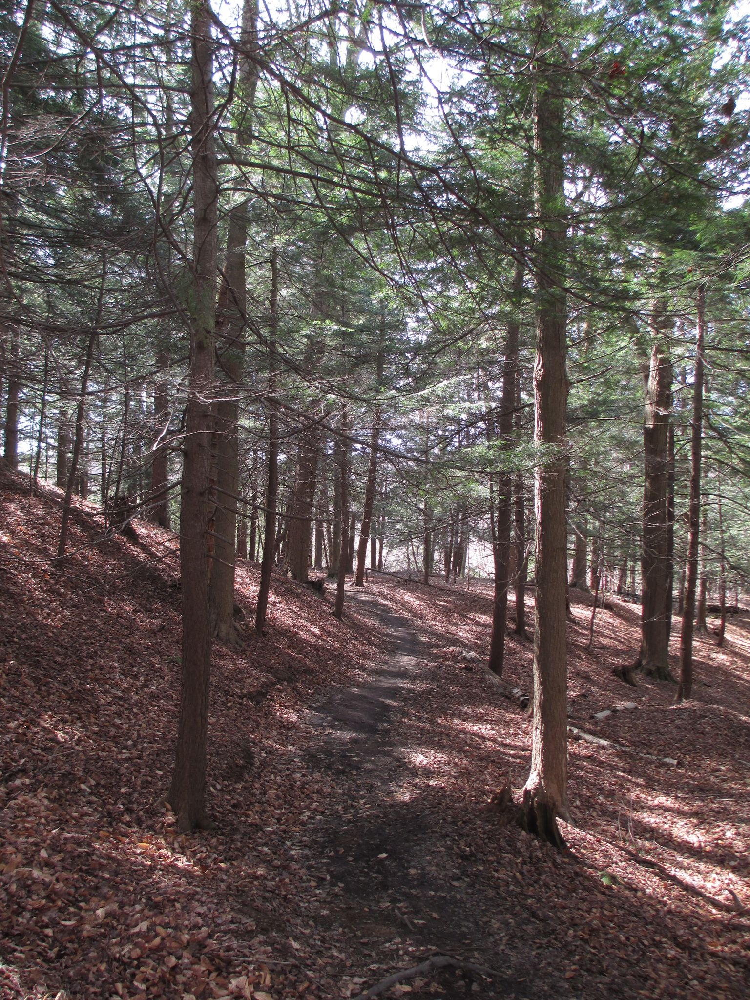 A sun-dappled path winds through a dense evergreen forest with leaf-covered slopes. - Sprague Brook Park Trail