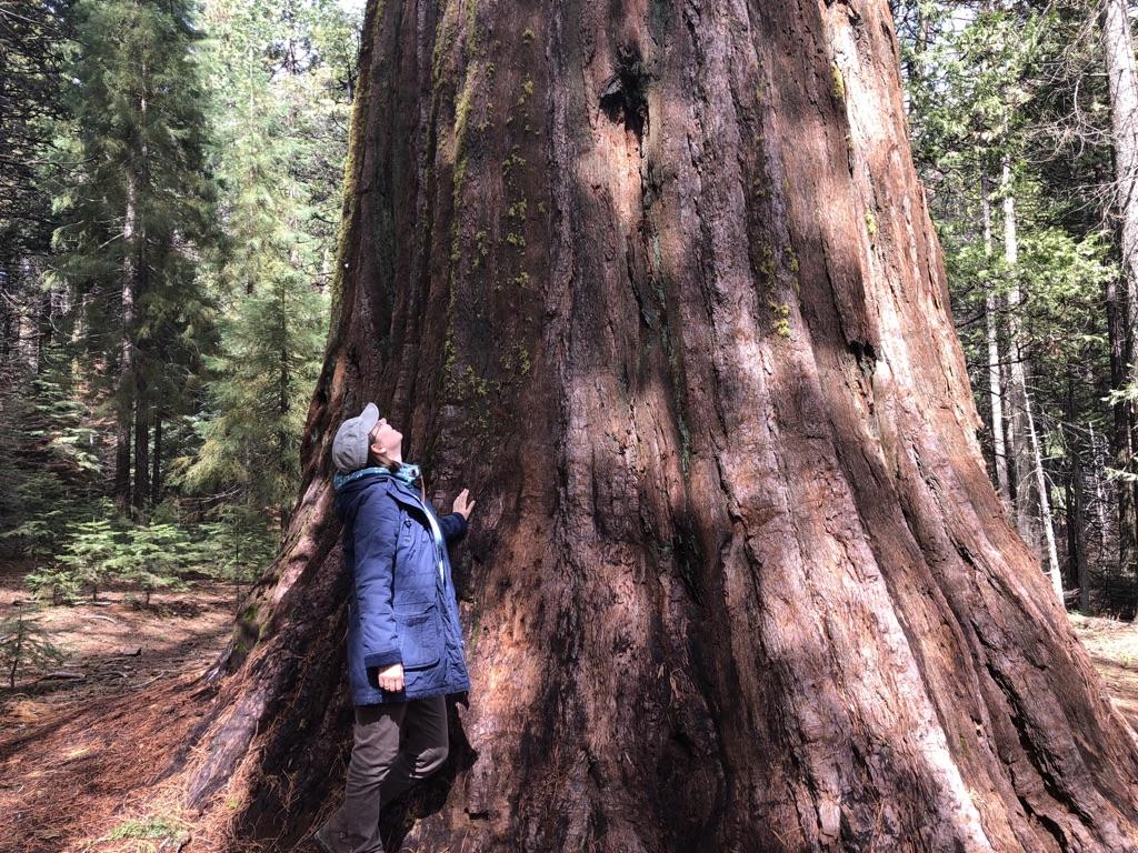 Person looking up at a giant tree trunk in a sunlit forest.