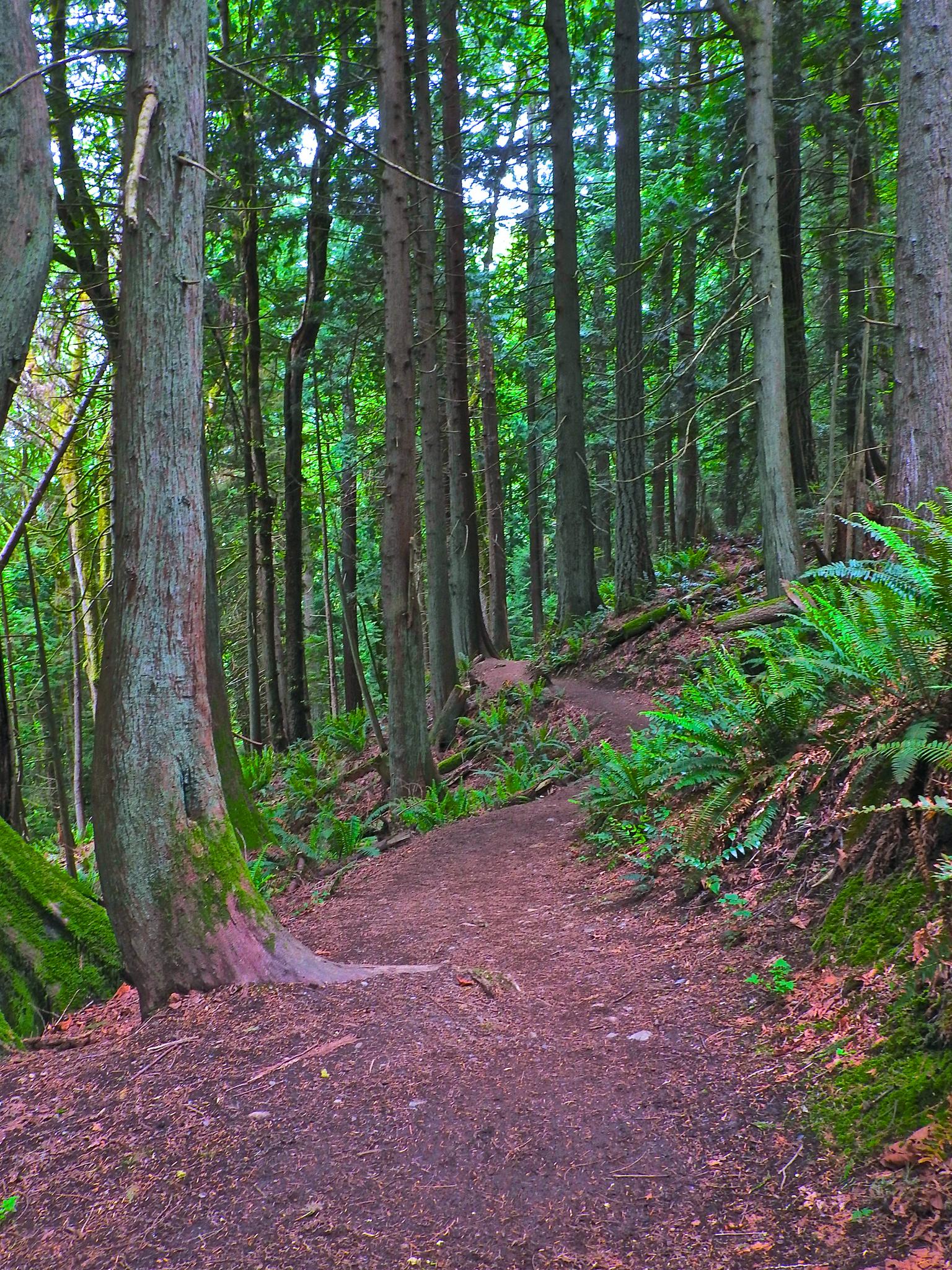 A winding dirt path ascends a steep, fern-lined evergreen forest.