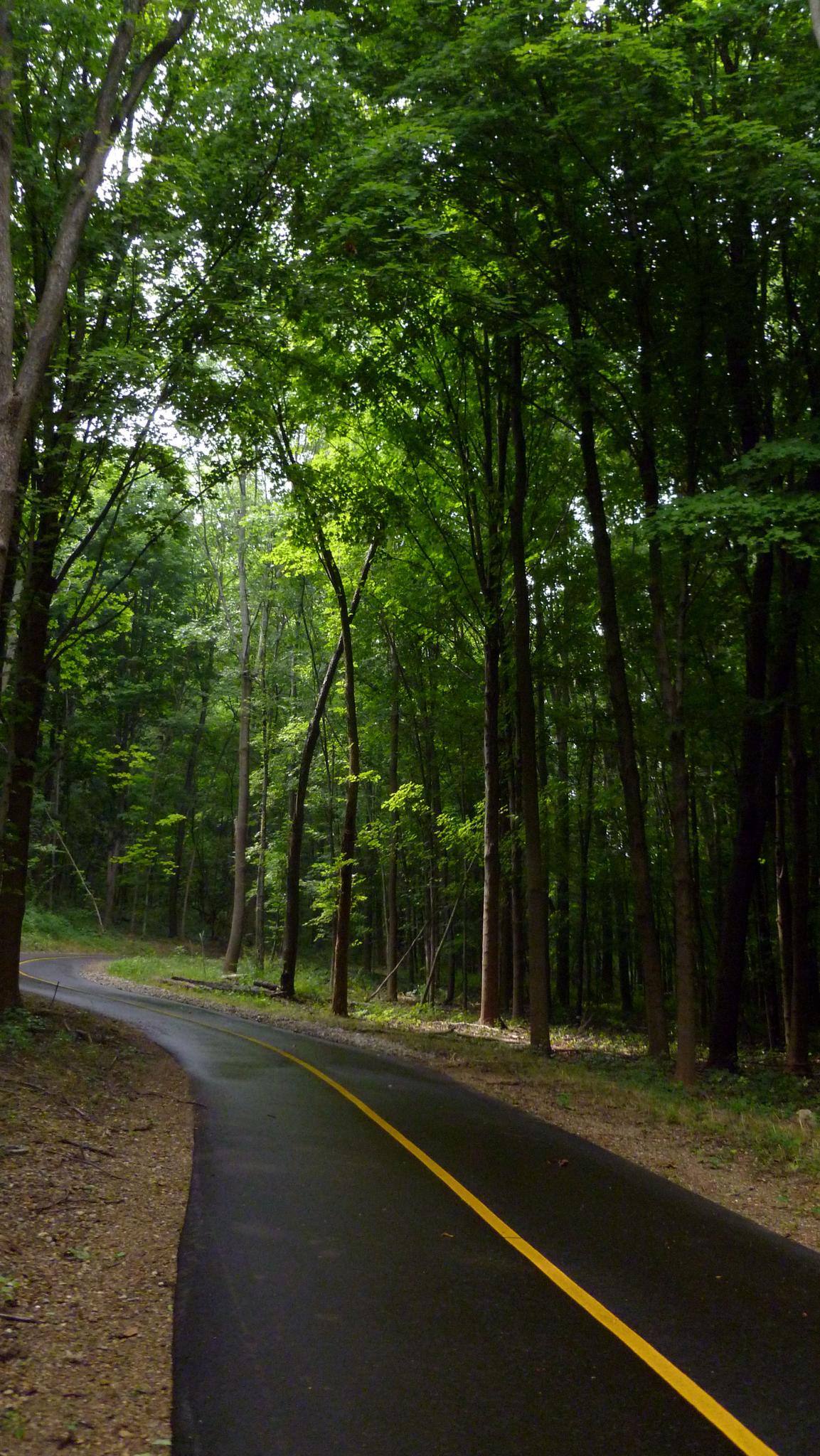 Paved path with yellow line winding through a dense, sunlit forest.
