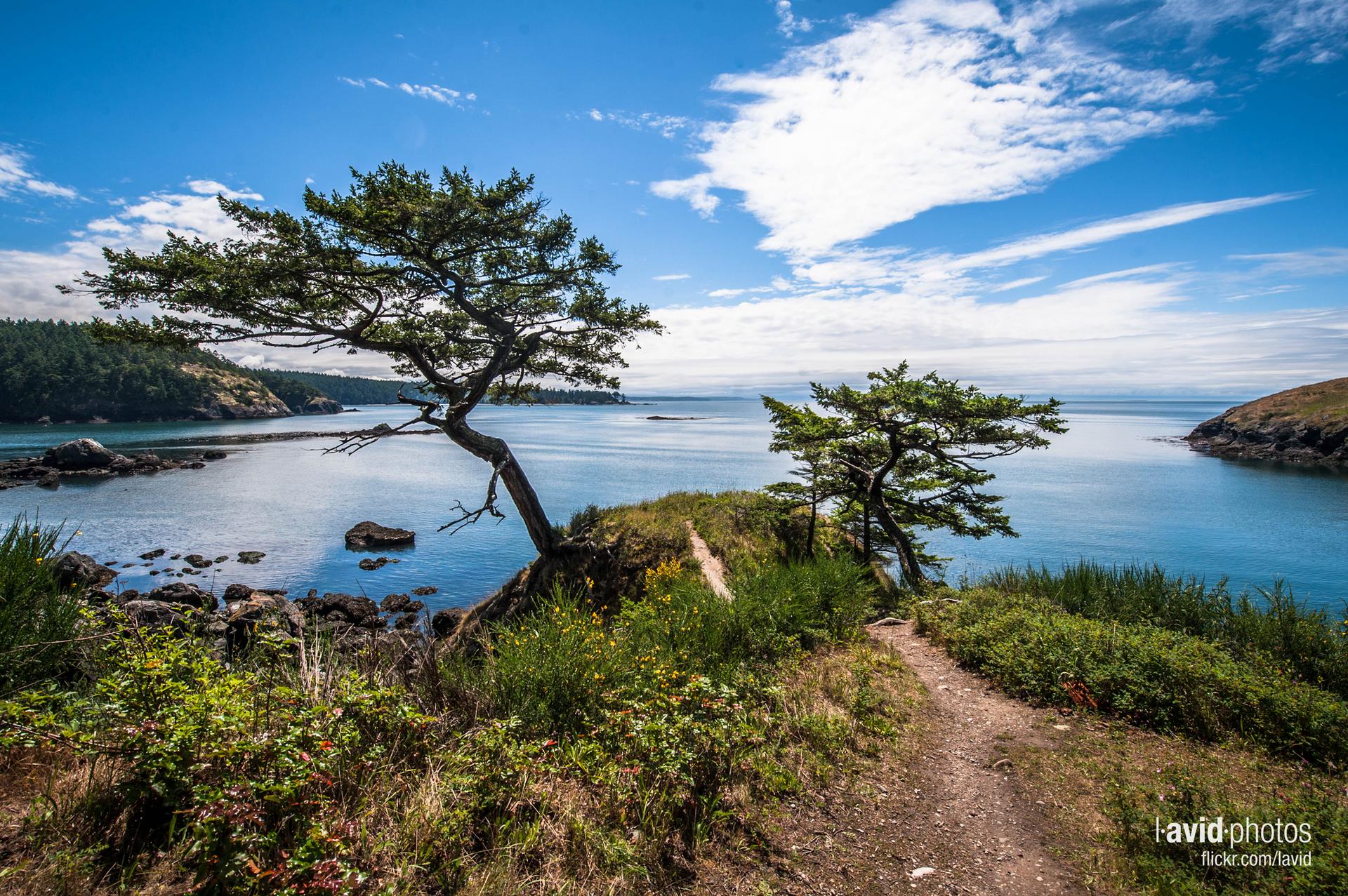Gnarled trees on a grassy cliff overlooking a calm blue bay under a sunny sky.