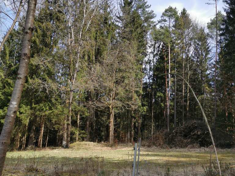 Schlangenfichte von Großmeinfeld MountainbikeTouren und Trails komoot