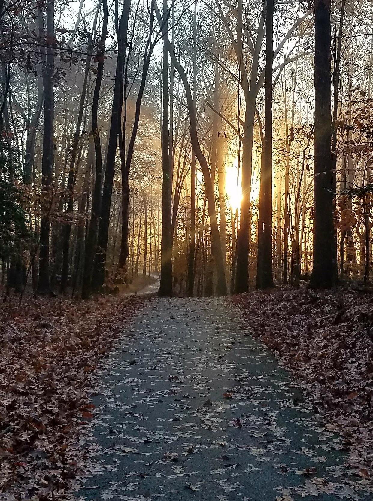 A forest path covered in leaves with bright sunlight shining through tall trees.