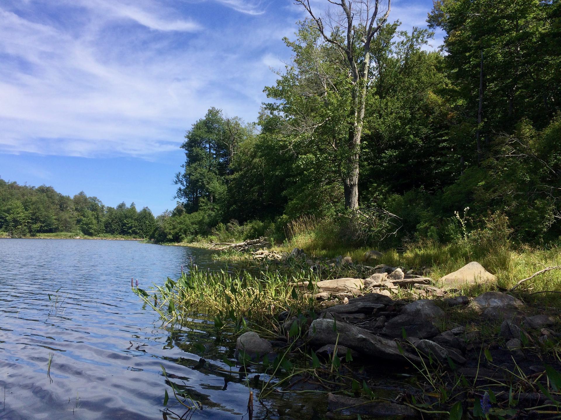 Sunny lake with rocky shore, green grass, and dense forest under blue sky.