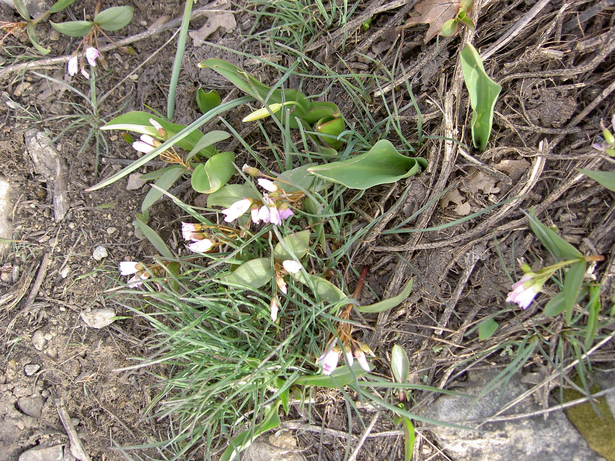 Small pink wildflowers and green grass growing on dry, earthy ground. - Sky Rim Loop Trail