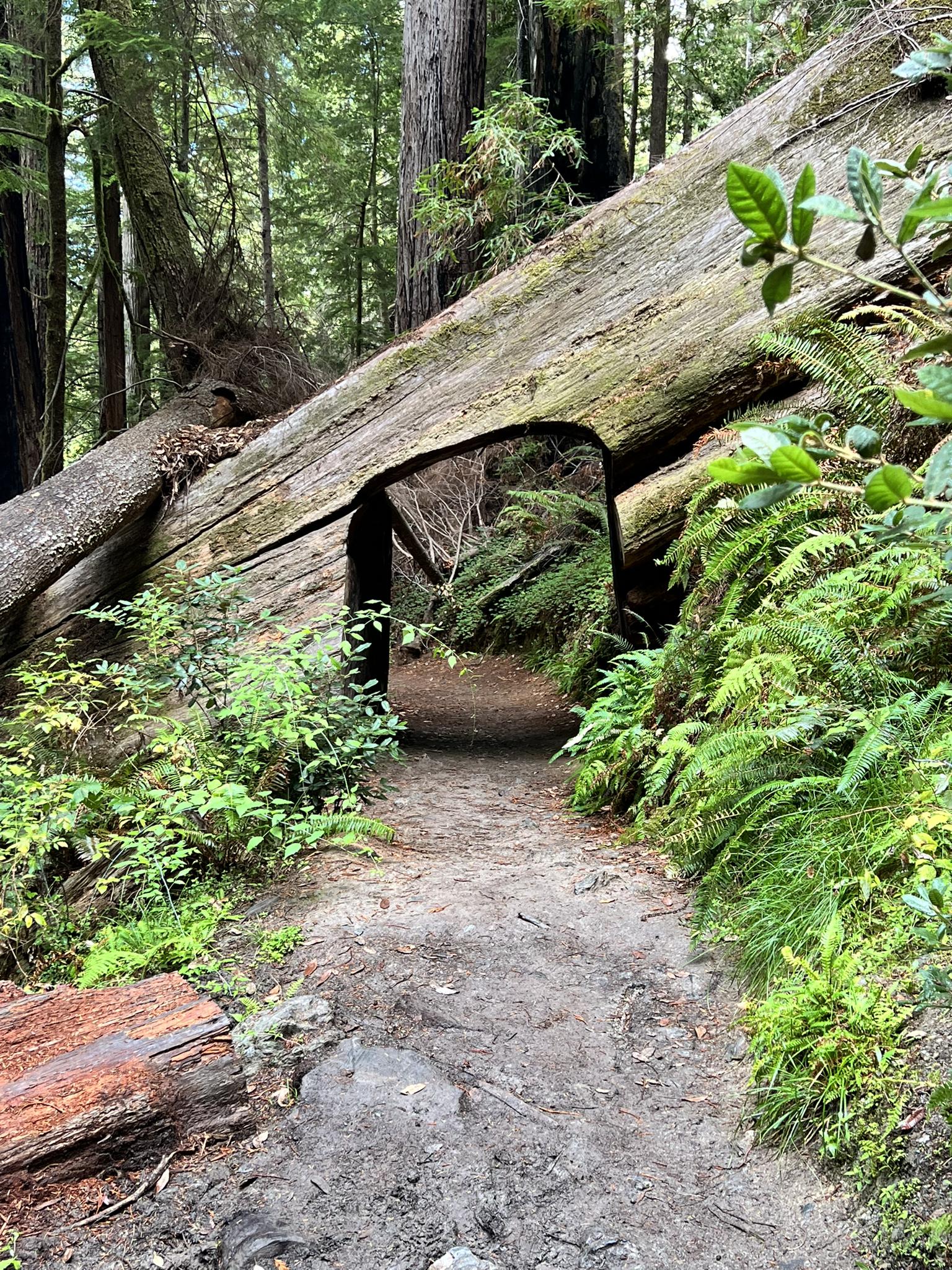 Forest path passing through a large fallen log with a cut opening.
