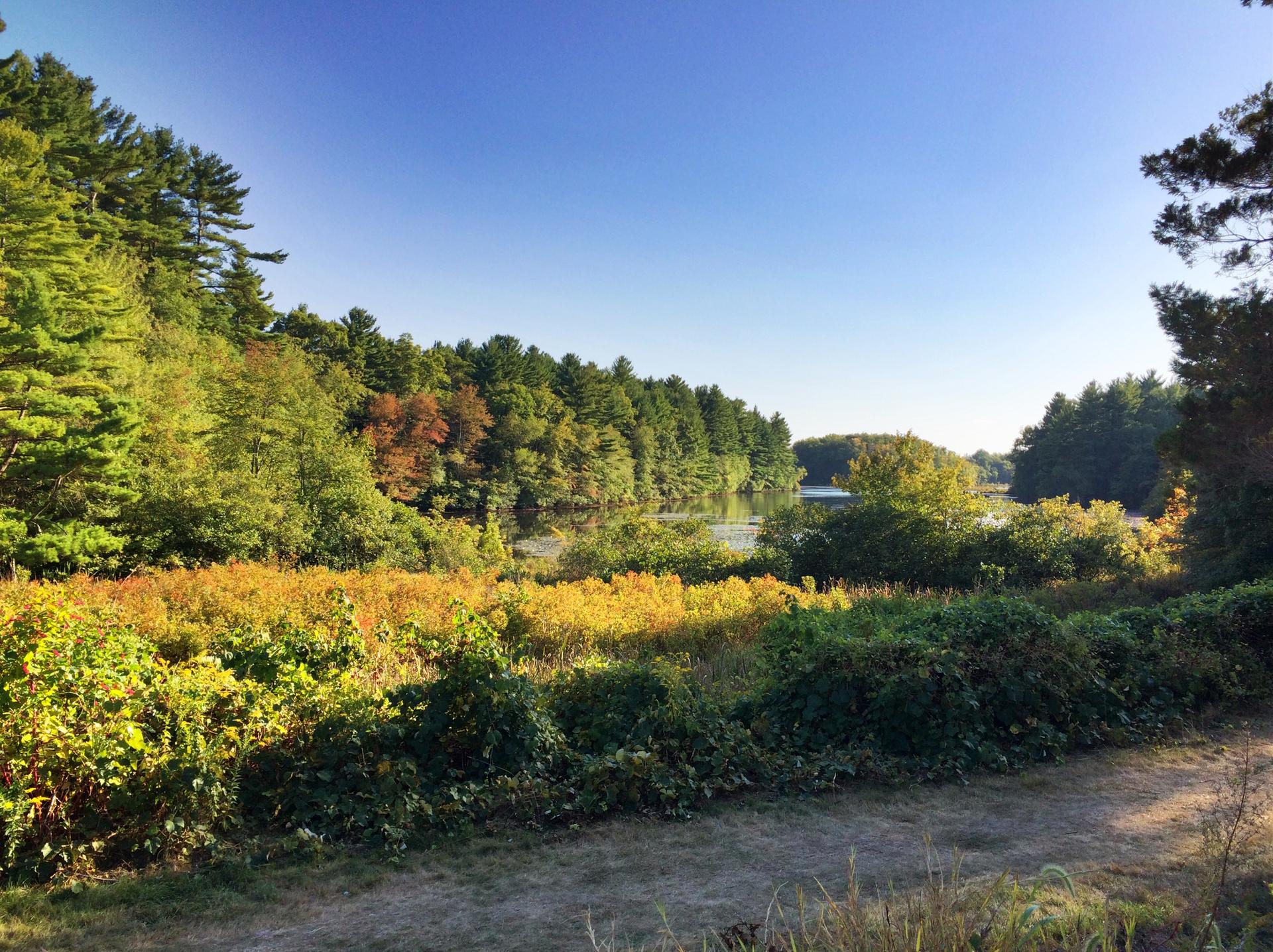 Sunny field with colorful foliage leading to a dense green forest.