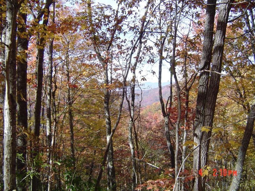 Autumn forest with colorful trees and distant mountains under bright daylight.