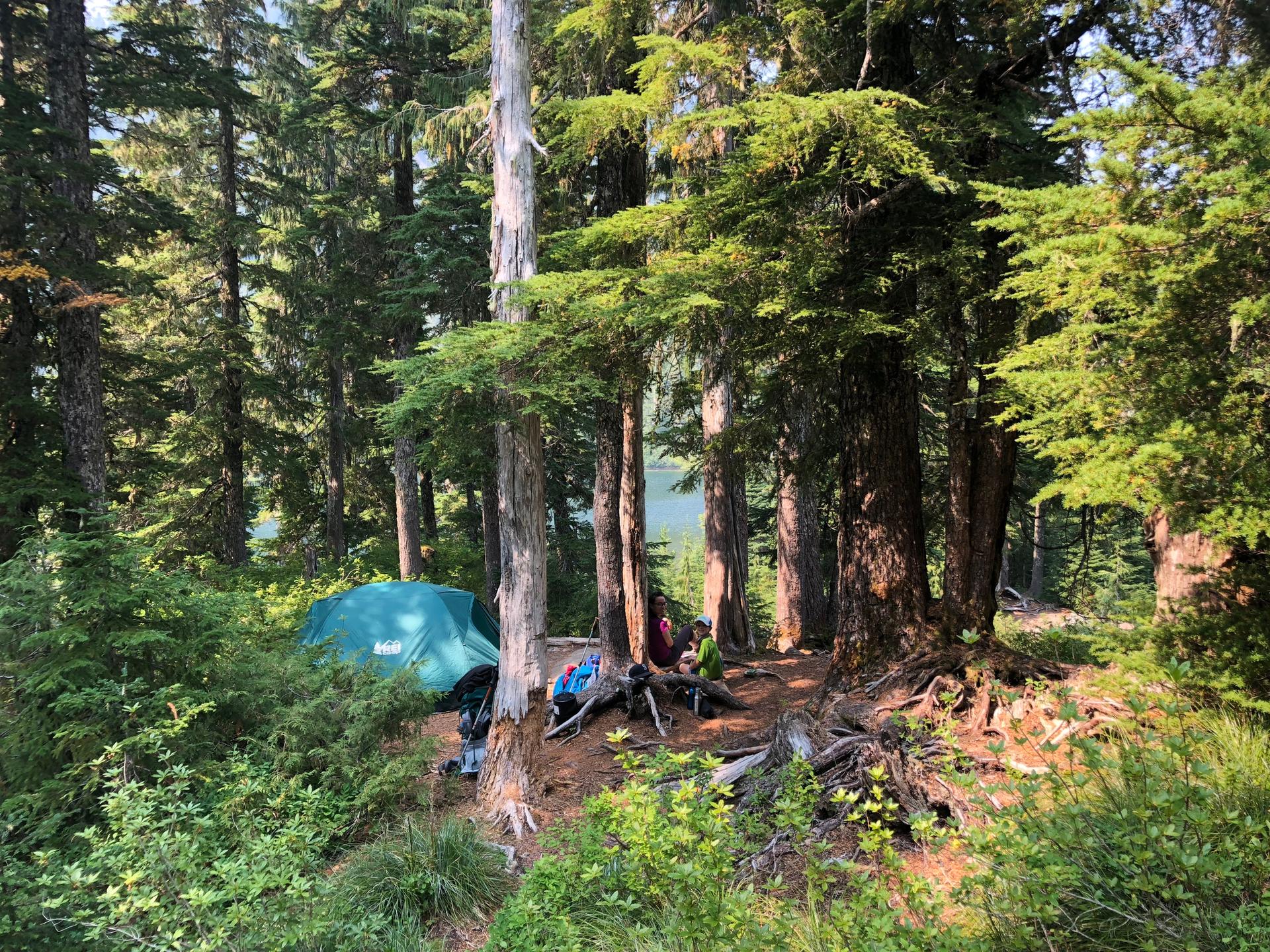 A green tent and camping gear nestled among tall trees in a dense forest.