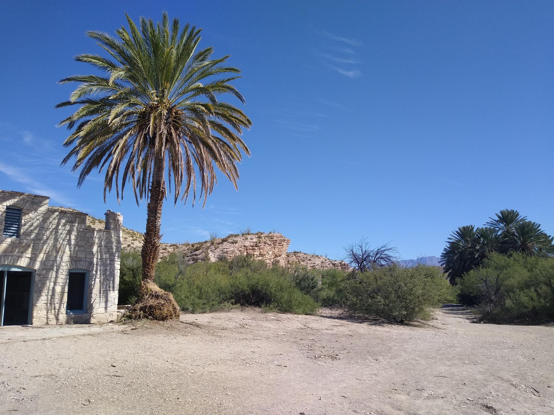 A tall palm tree stands beside an old stone building under a bright blue sky.