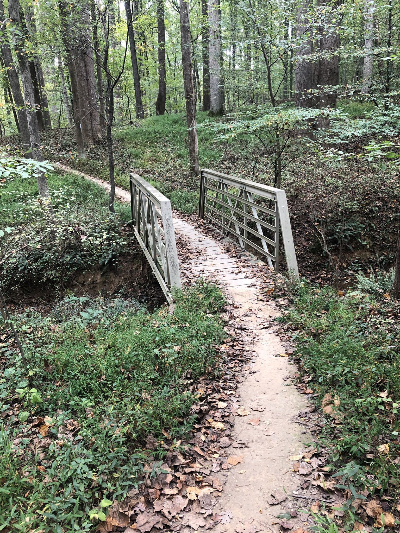 Narrow dirt path leading to a small wooden bridge in a dense forest. - MoCo Epic