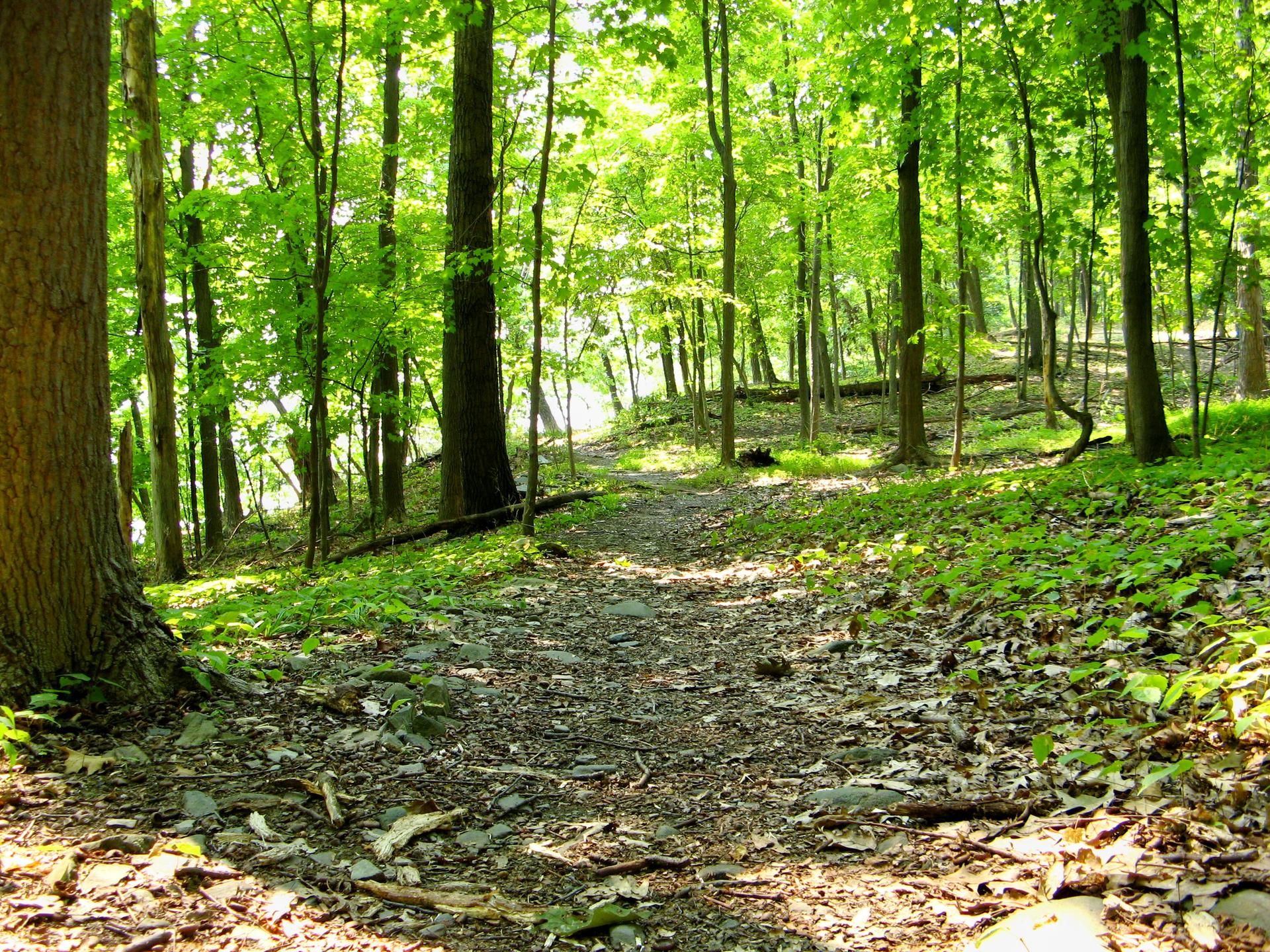 A sun-dappled dirt path winding through a lush green forest.
