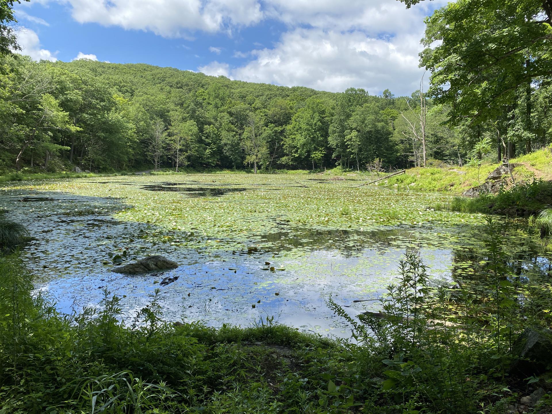 A calm pond covered in lily pads, surrounded by lush green forest on a sunny day.