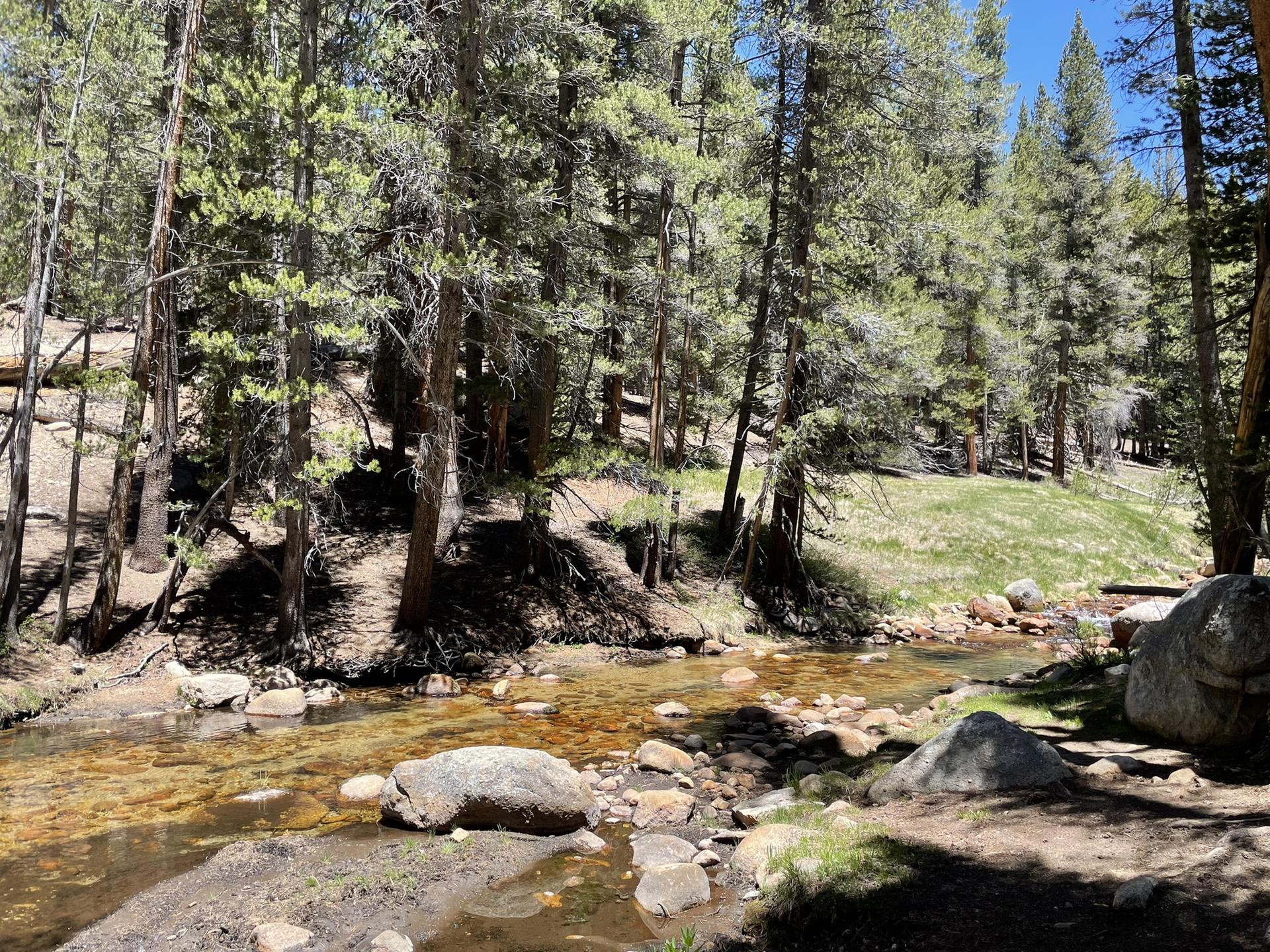 Clear stream flowing over rocks through a sunny, green pine forest.