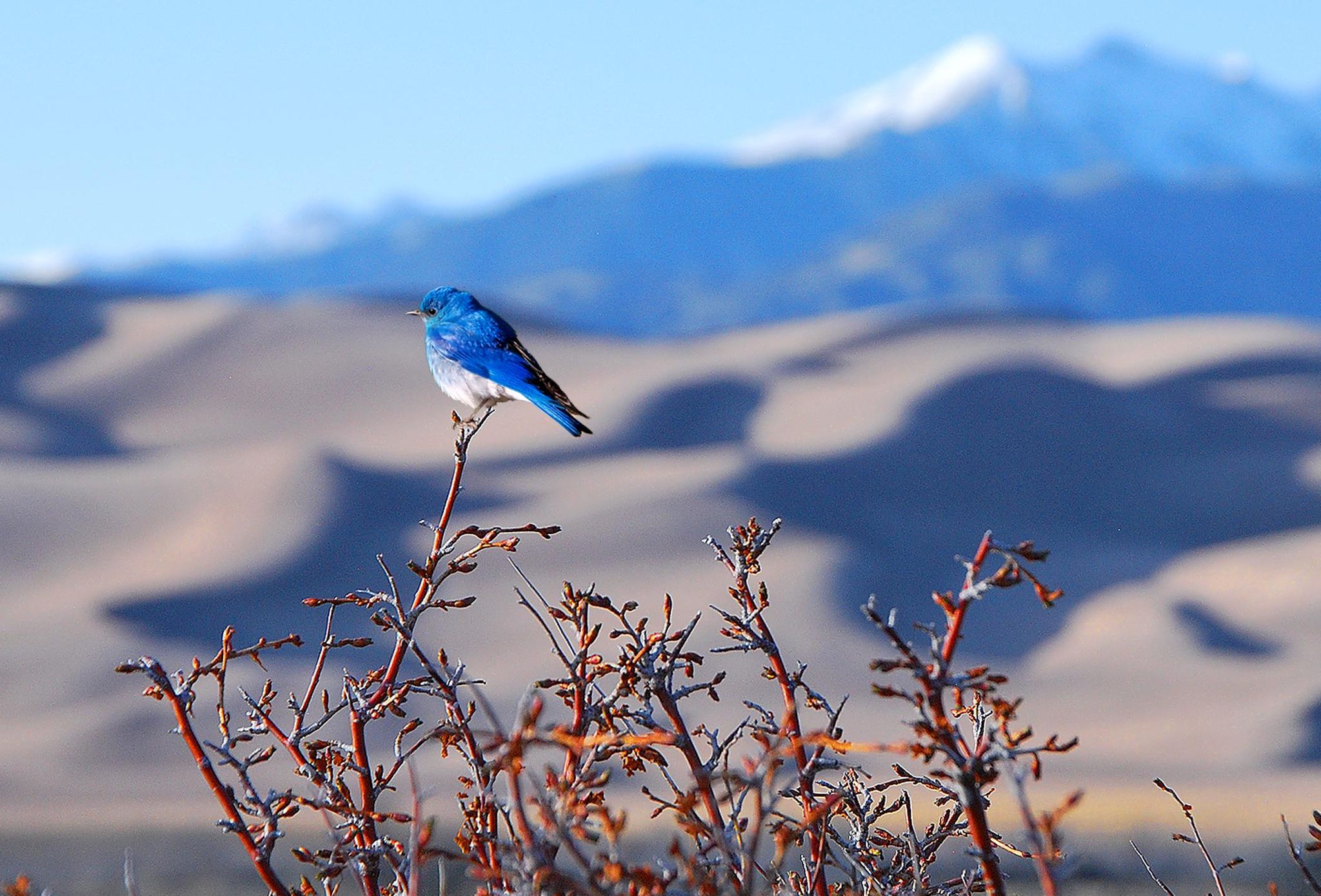 A vibrant blue bird perches on a branch with sunlit sand dunes and mountains. - Montville Nature Trail