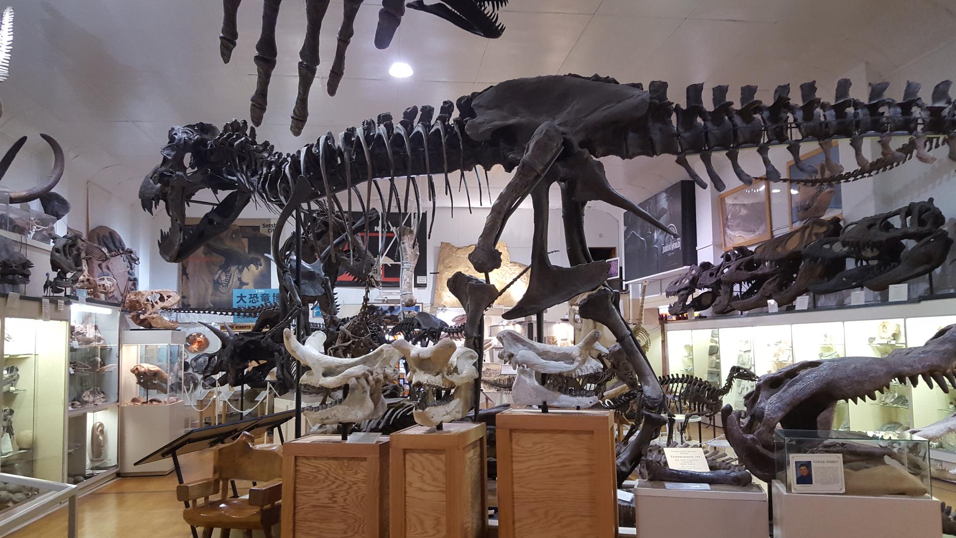 Large dinosaur skeletons and fossils displayed in a dimly lit museum.