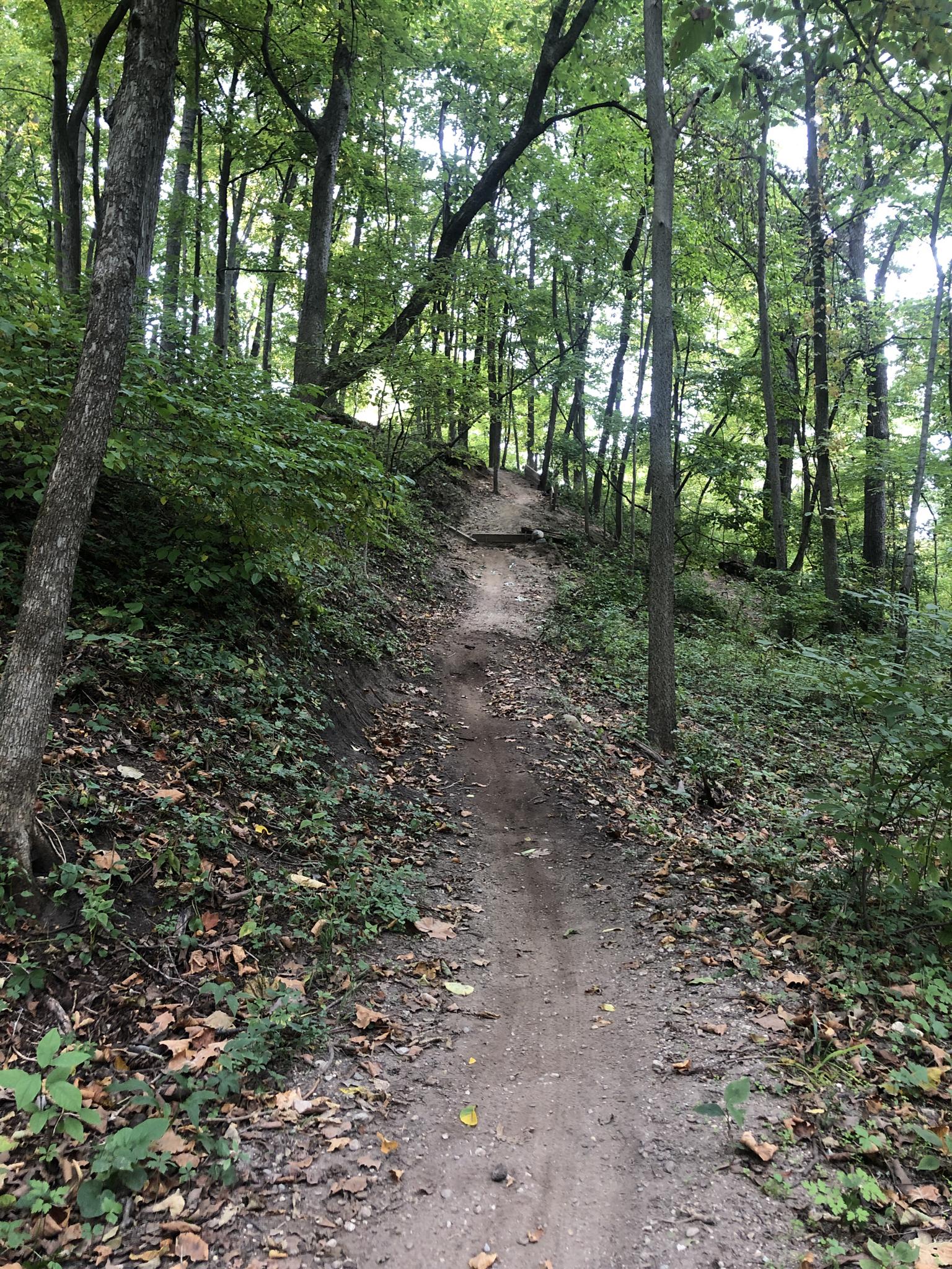 Forest trail ascending uphill, surrounded by green trees and foliage.