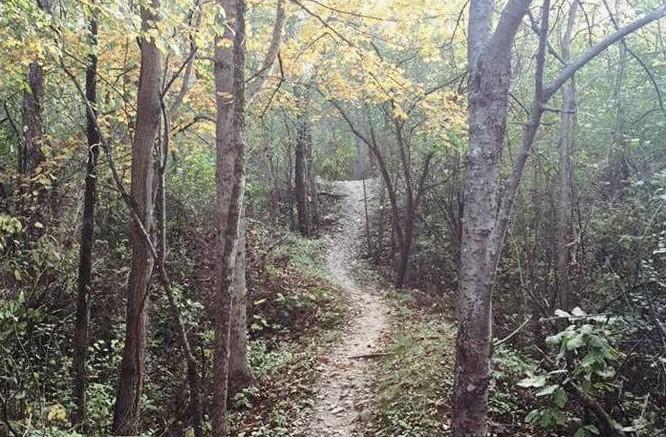 A winding dirt path leads through a dense forest with autumn leaves.