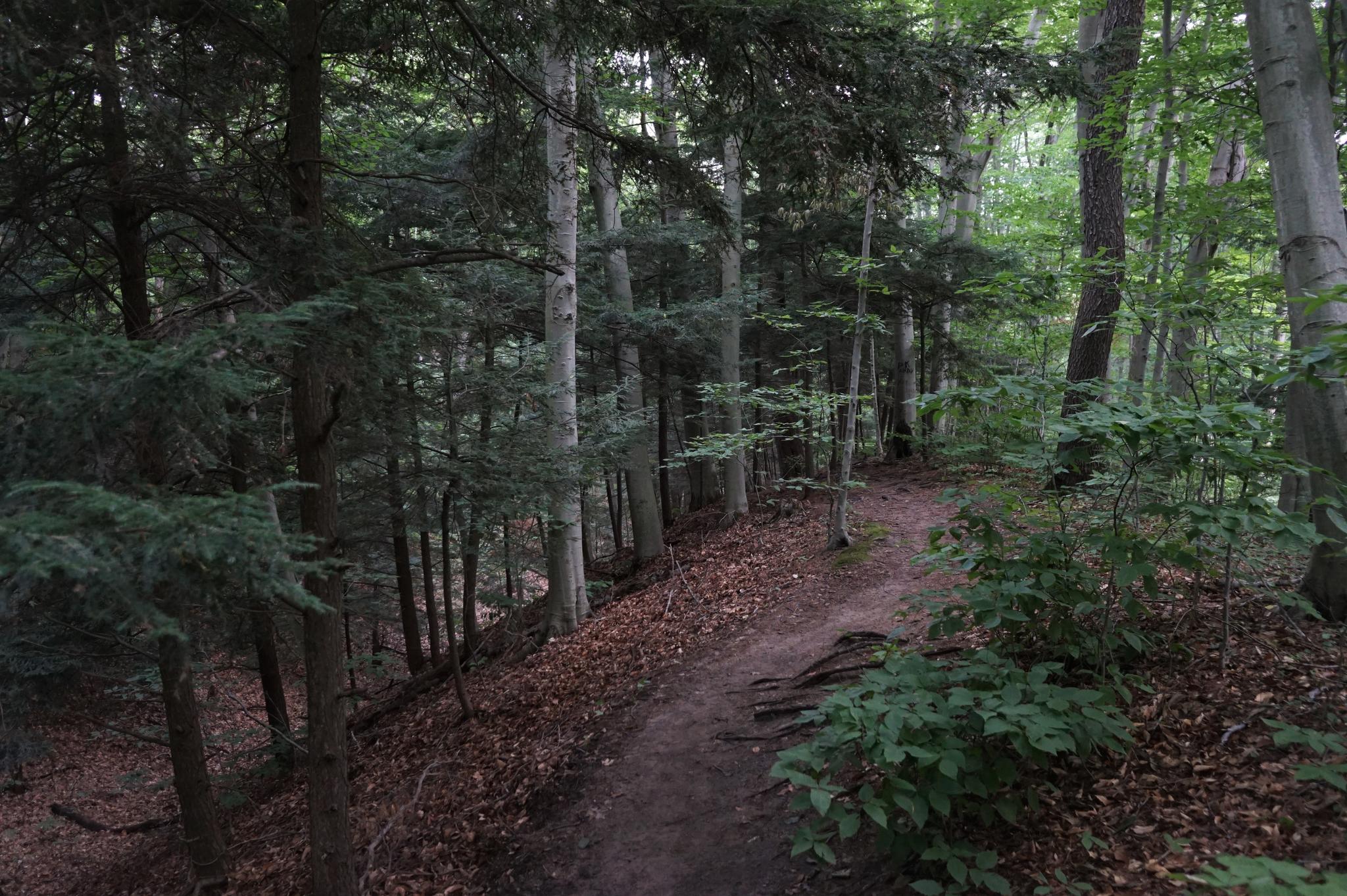Shaded dirt path winding through a dense, green forest.