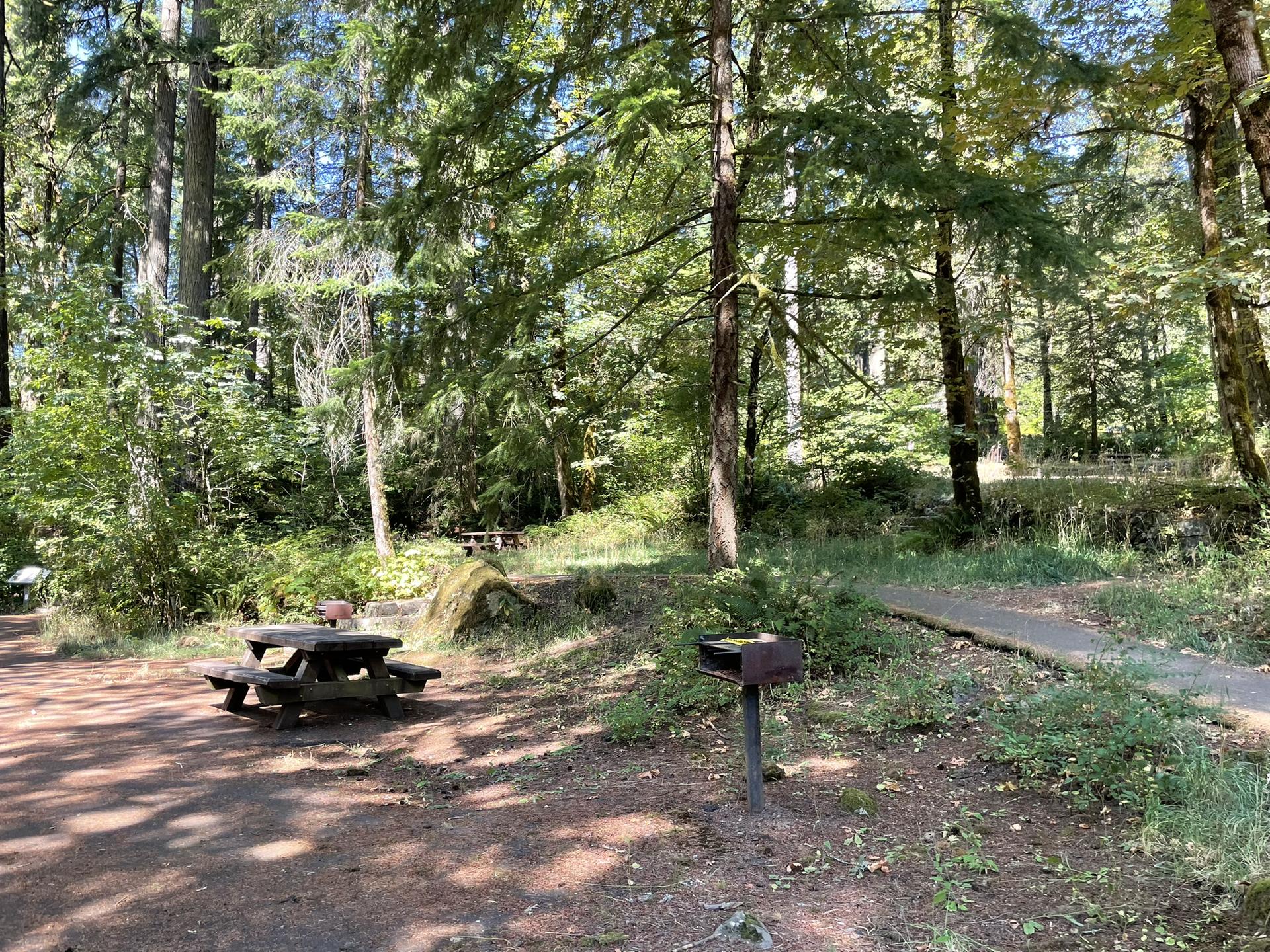 Picnic table and grill in a sun-dappled forest clearing.