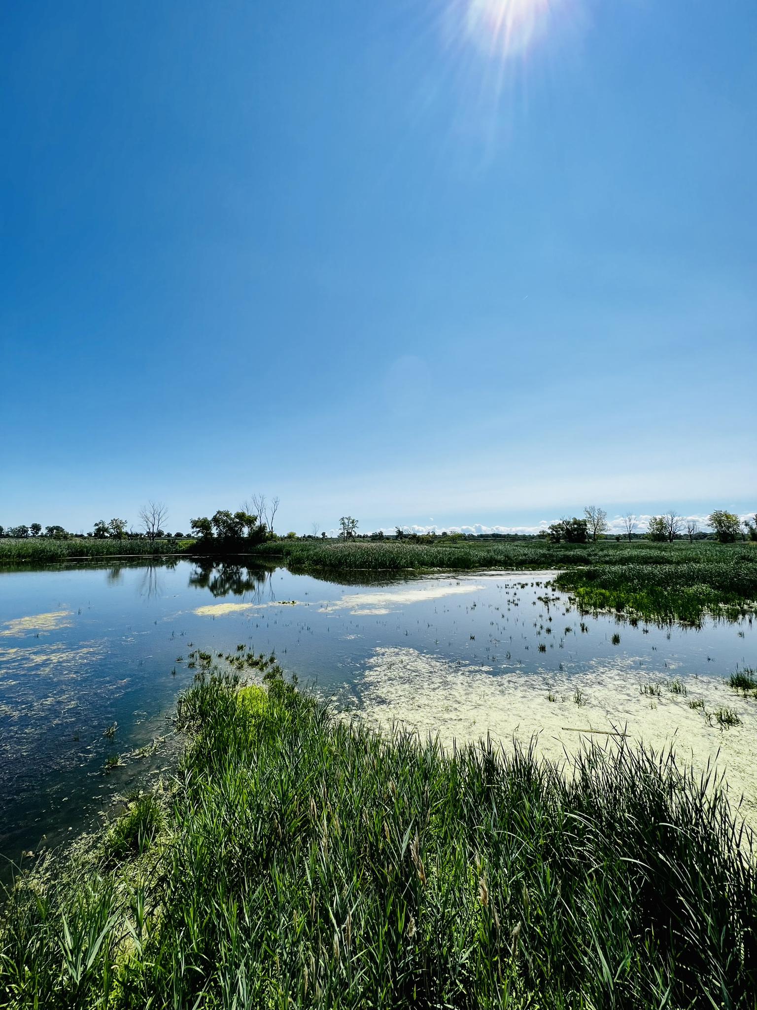 Sunny wetland pond reflecting blue sky, surrounded by tall green grass.