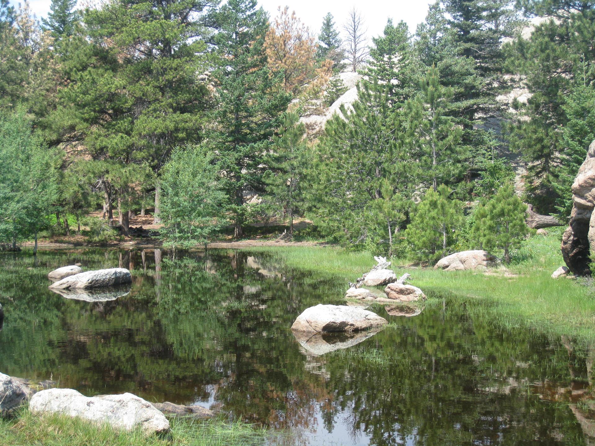 Serene pond with rocks reflecting a dense pine forest under bright light.