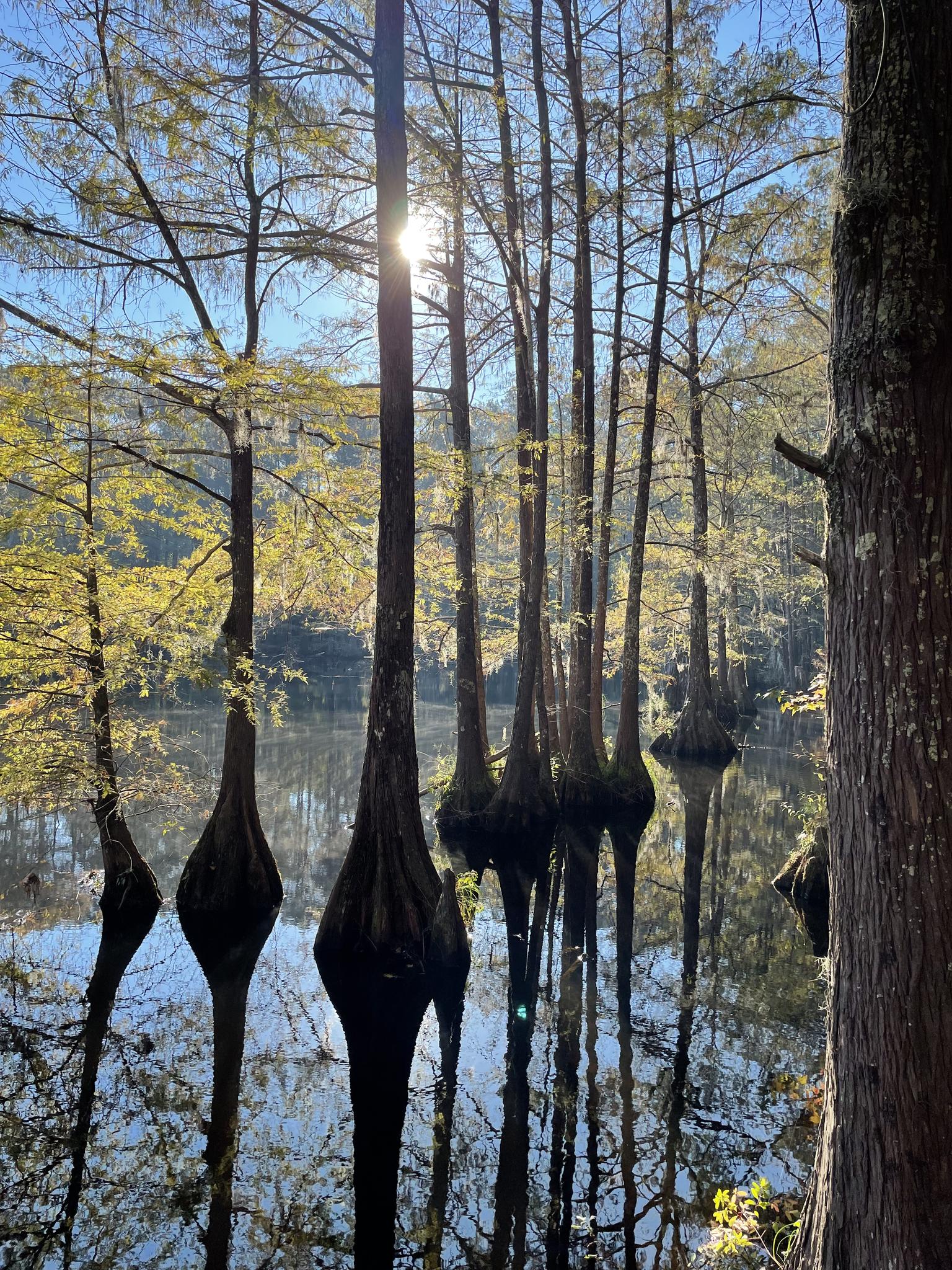 Sunlight shines through tall trees growing from still water, with reflections.
