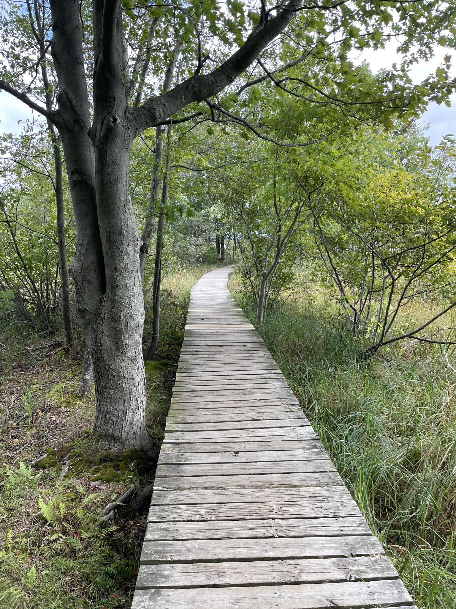 A wooden boardwalk winds through a lush green forest on an overcast day.