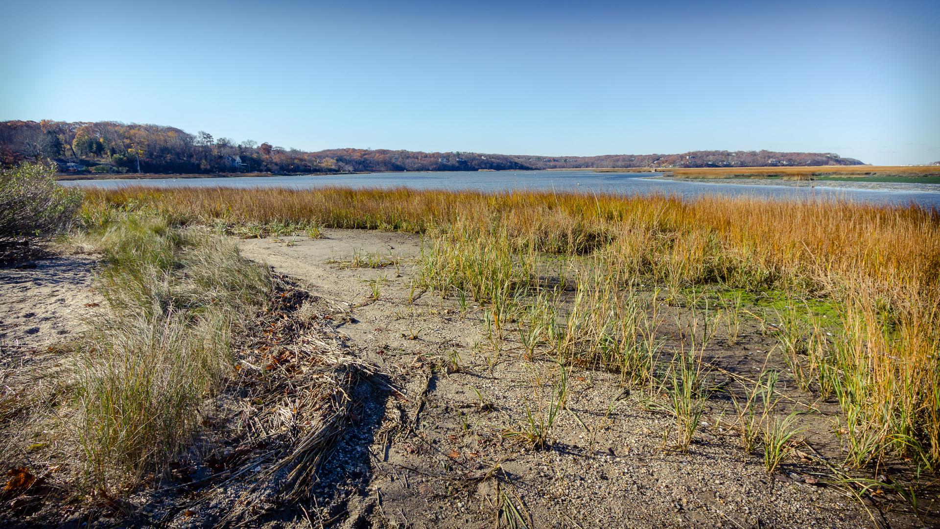 Sunny marshland with dry ground and tall golden grasses beside calm water.