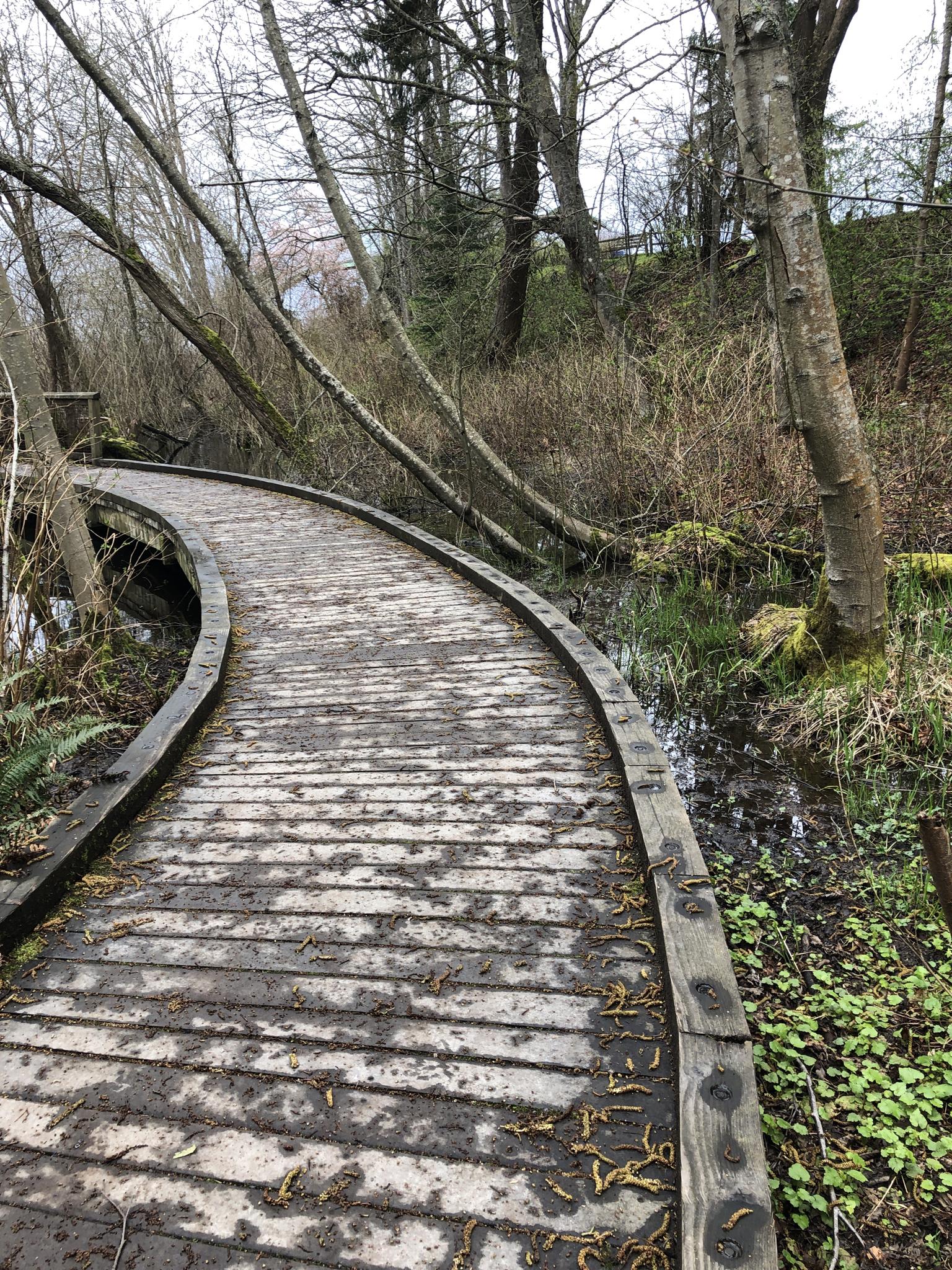 A winding wooden boardwalk through a wet, mossy forest with bare trees.