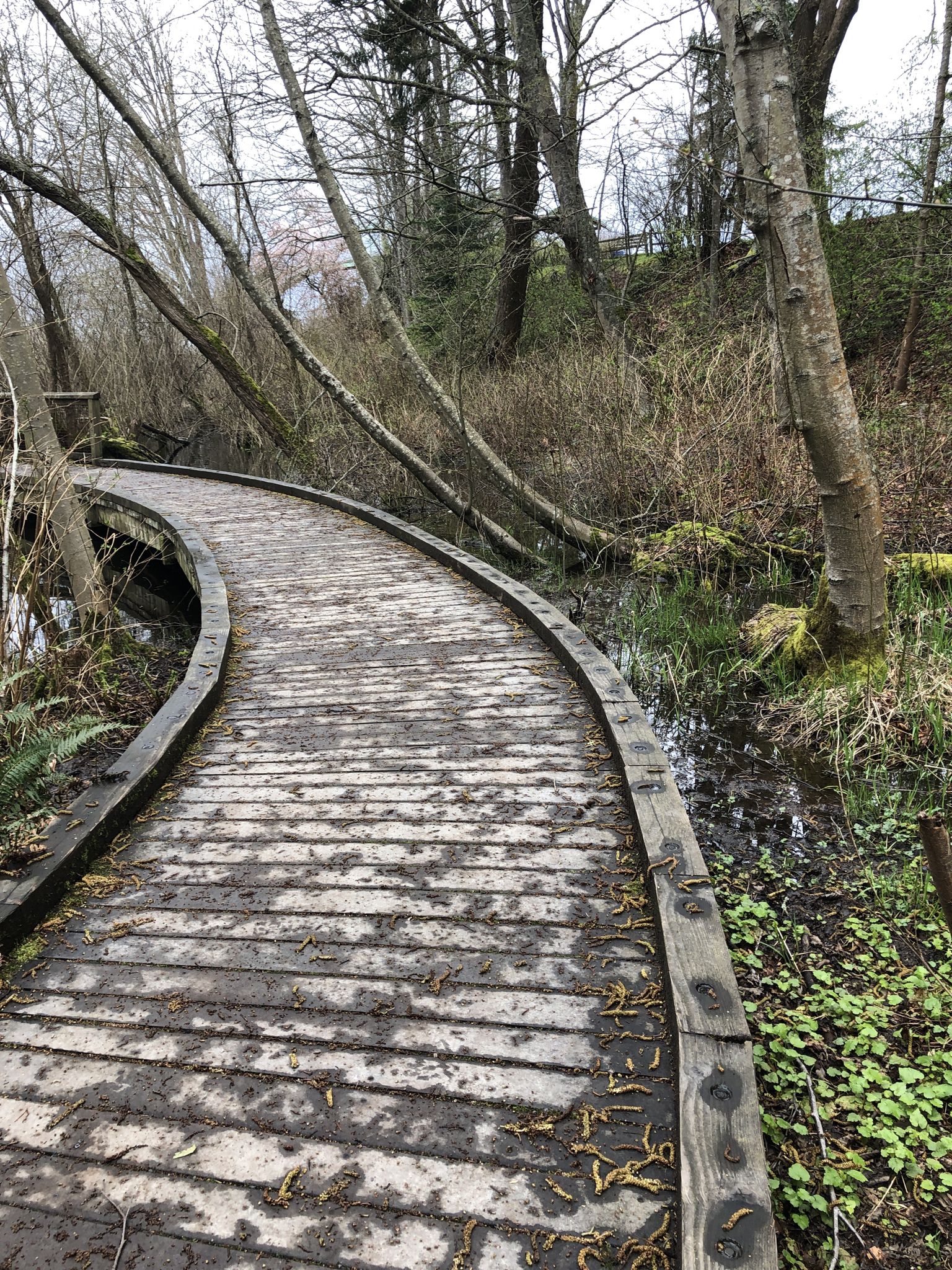 A winding wooden boardwalk through a wet, mossy forest with bare trees. - Carkeek Park Piper's Creek and Ridge Loop