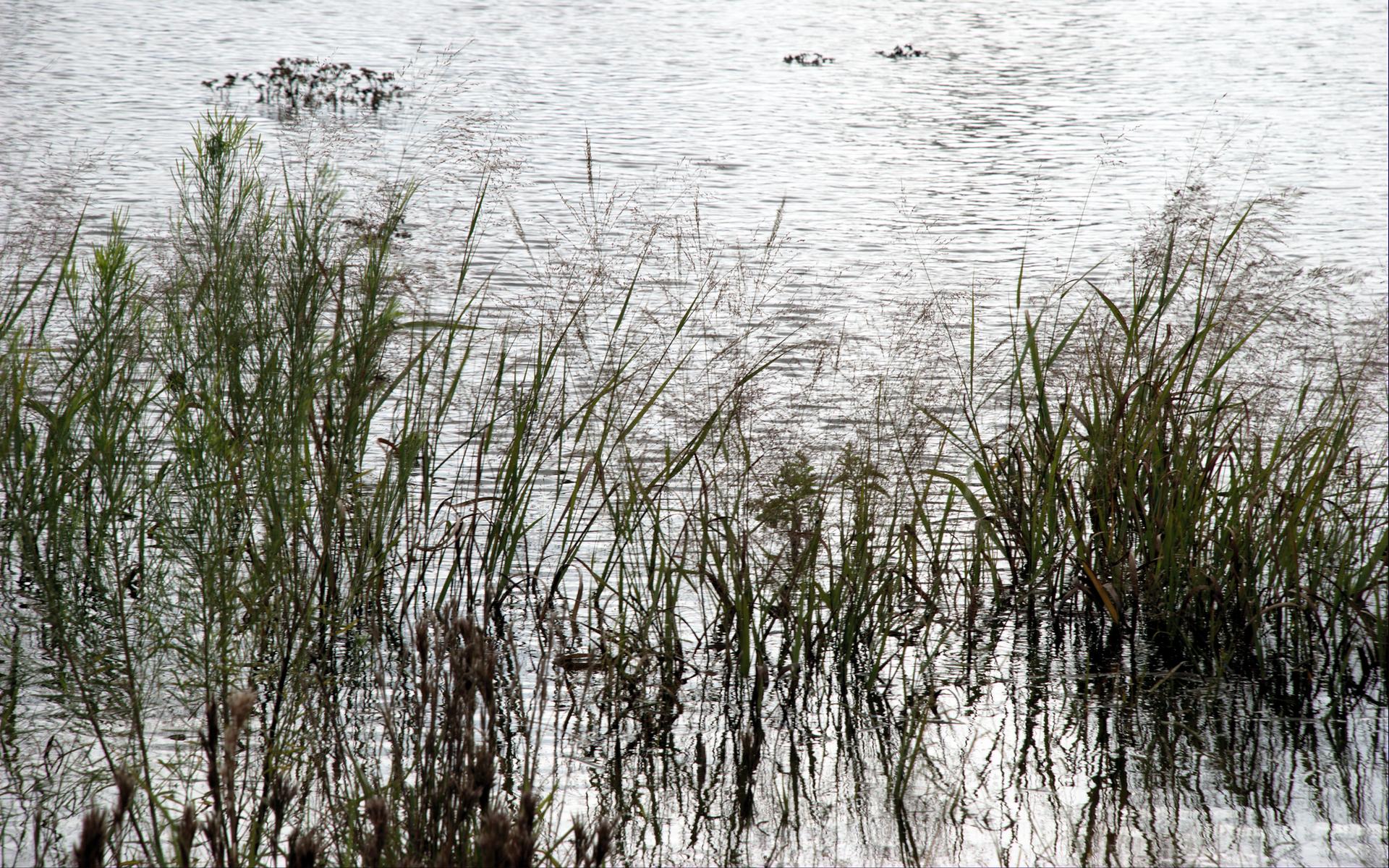 Tall green reeds grow in rippling water under bright light.