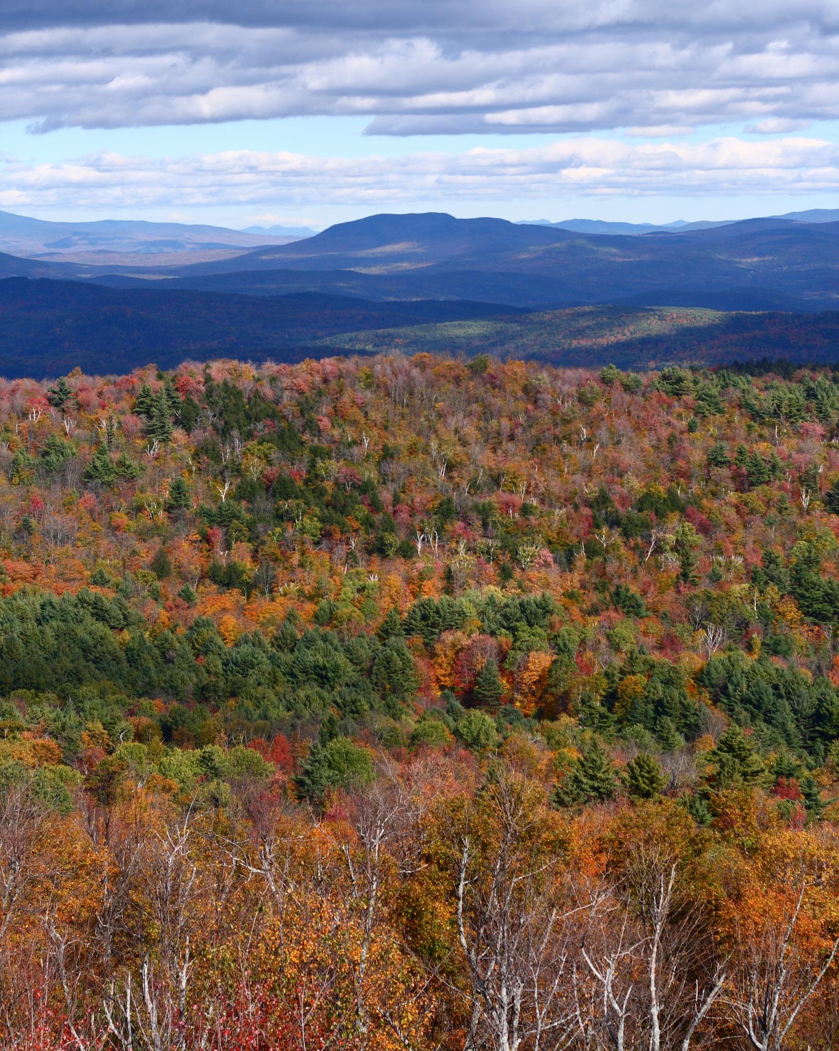 Vast forest in autumn colors under a partly cloudy sky with distant mountains.