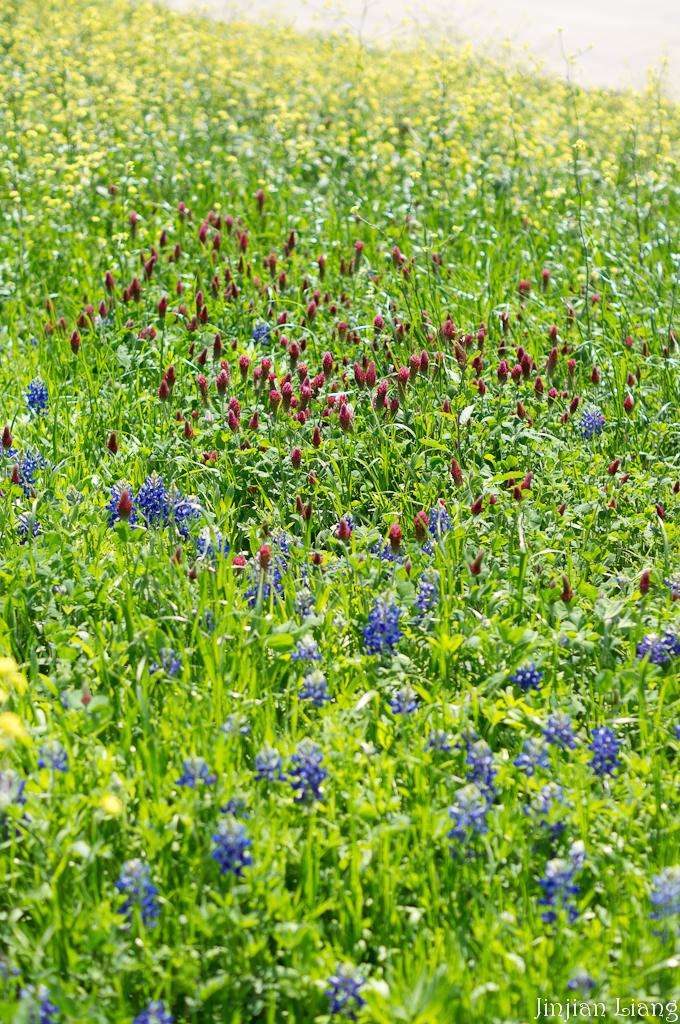 A vibrant field of blue and red wildflowers under bright, natural light.