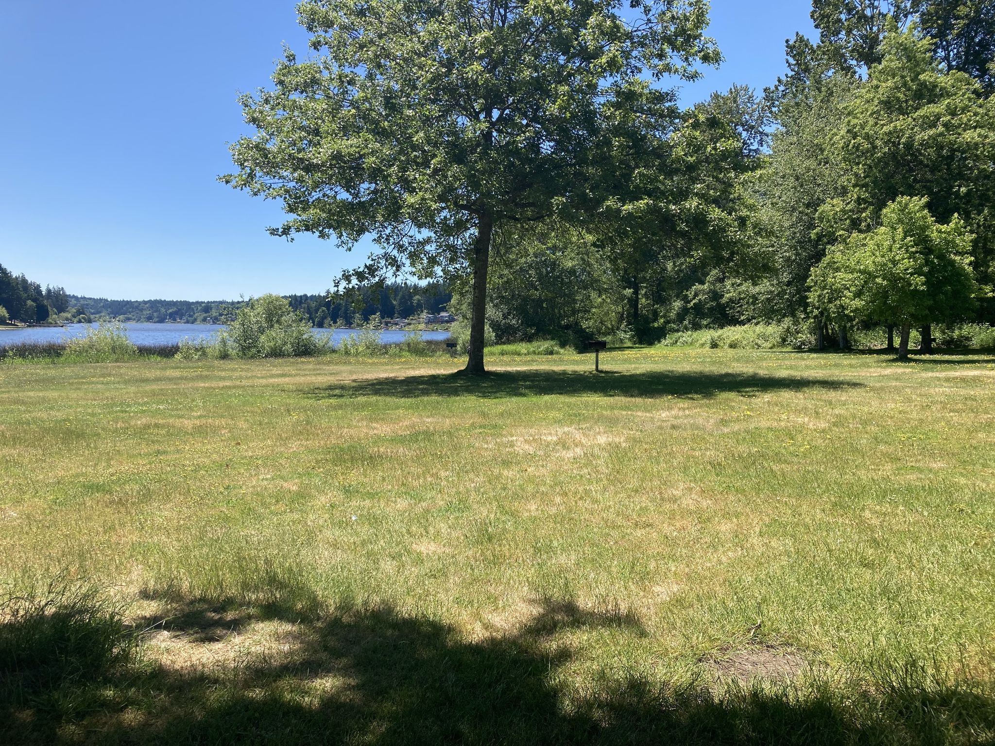 Sunny green field with a large tree, overlooking a distant body of water. - Long Lake County Park – View of Waterman Point loop from Port Orchard