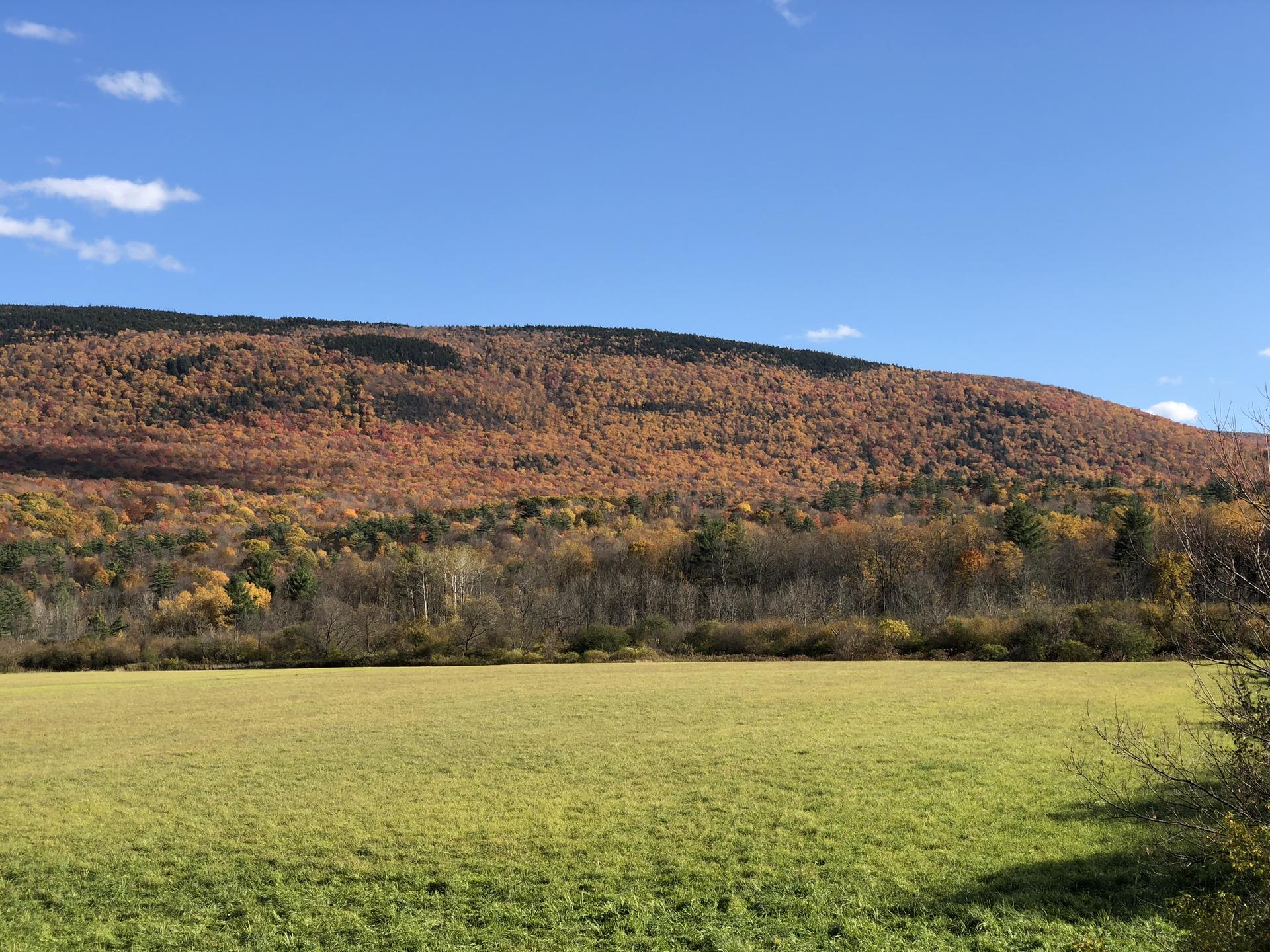 Sunny autumn landscape with a green field and a mountain covered in colorful trees.
