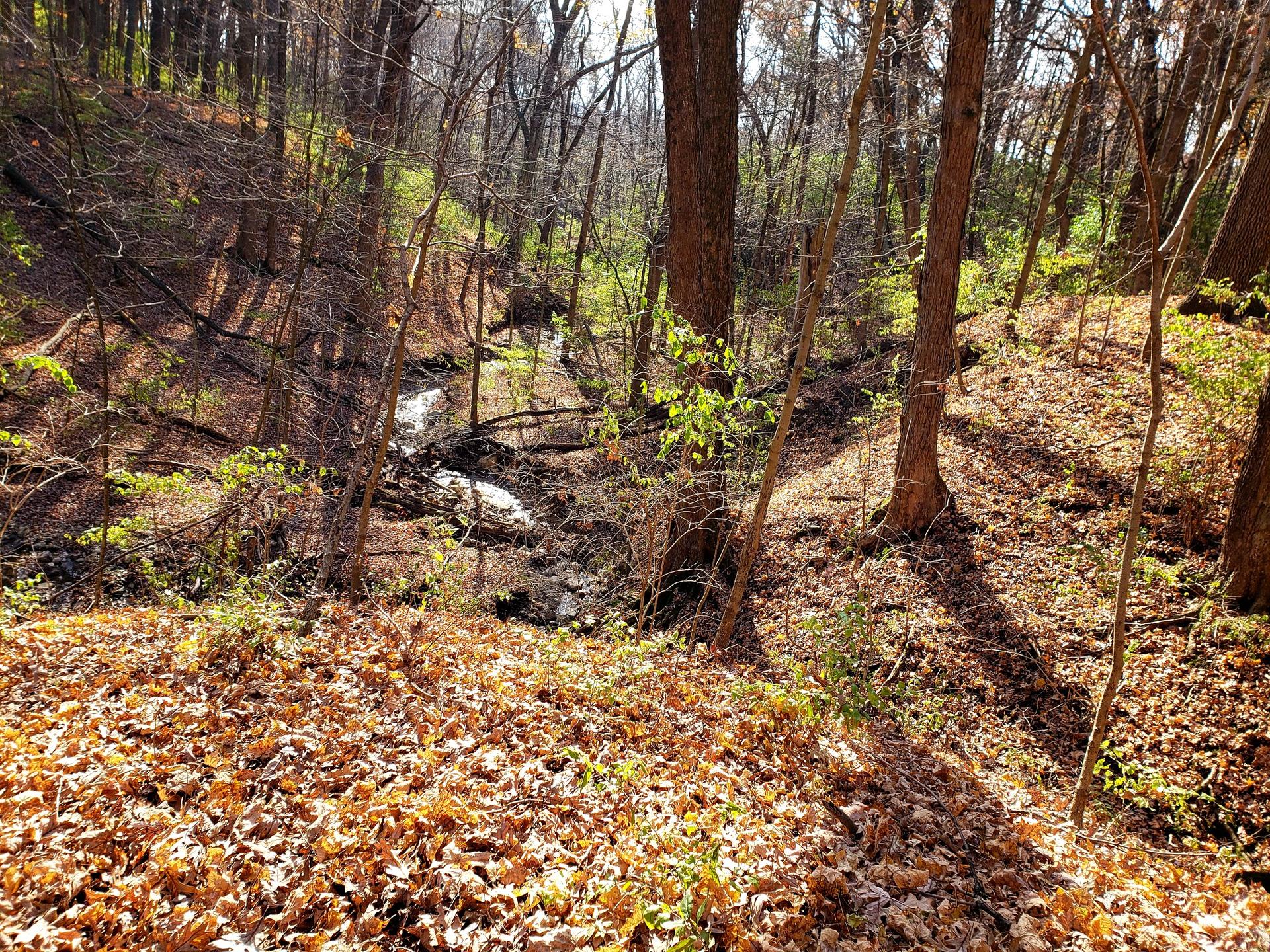 Sunny forest floor covered in autumn leaves with a small stream.