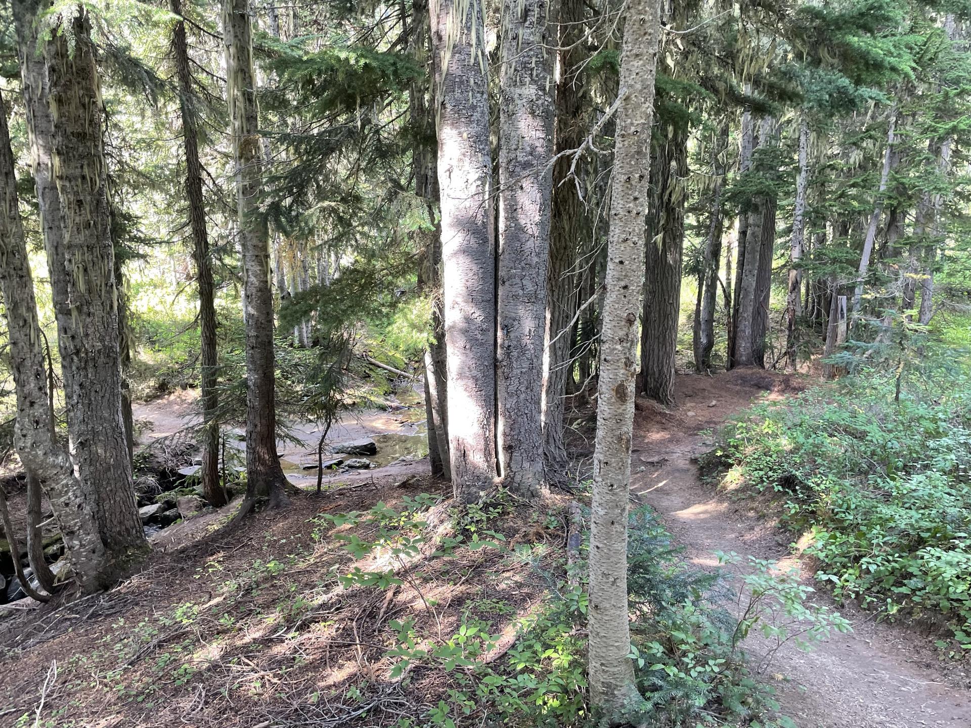 A shaded forest path splits, with a stream flowing through tall trees.