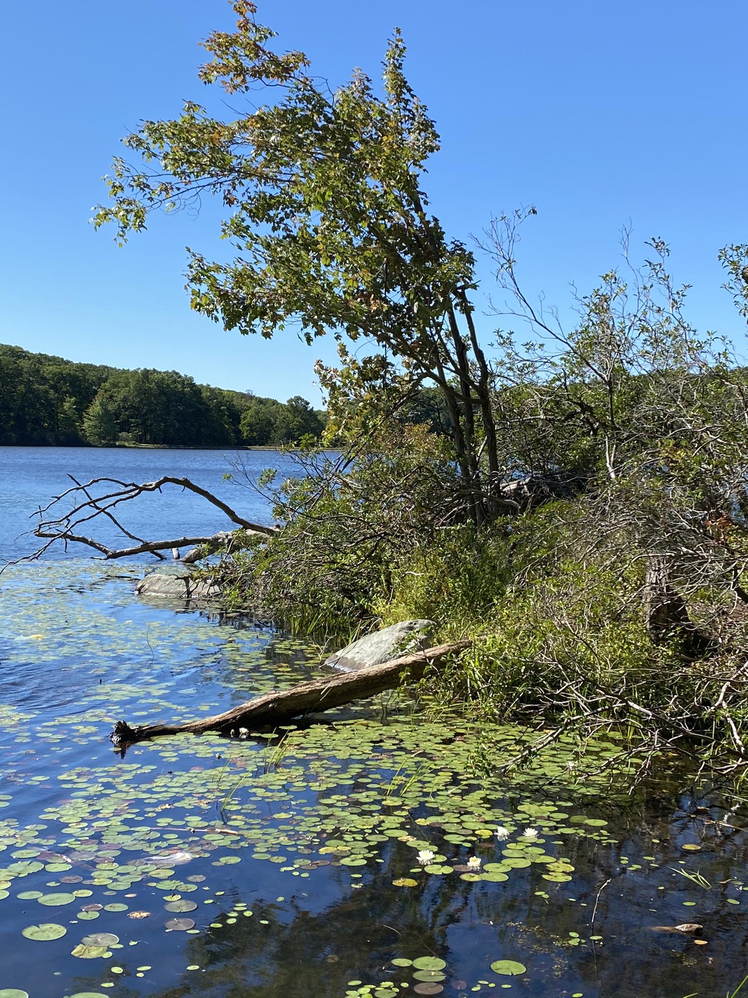 Sunny lake with lily pads, a fallen log, and lush green trees.