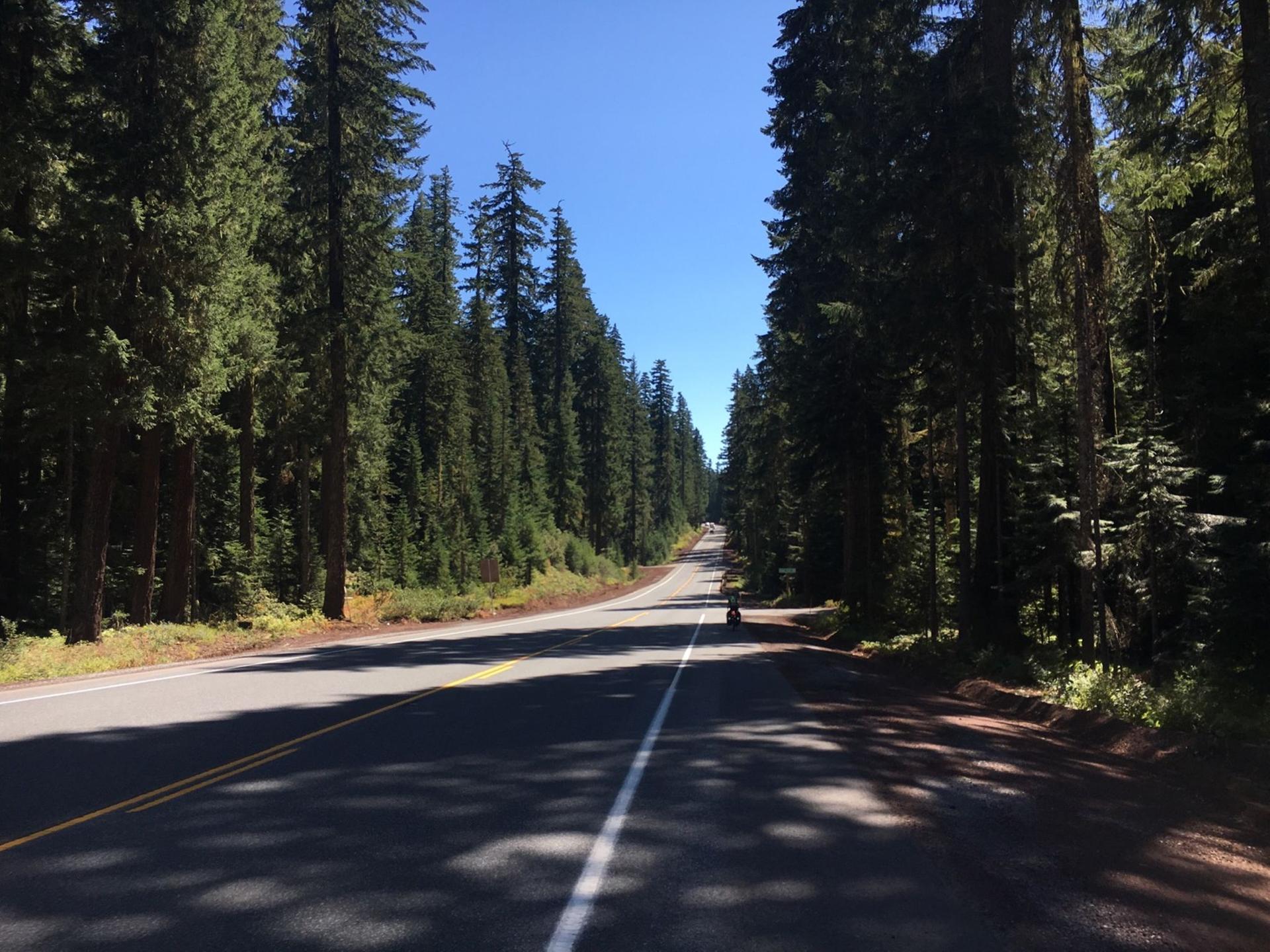 A paved road winds through a dense evergreen forest on a sunny day.