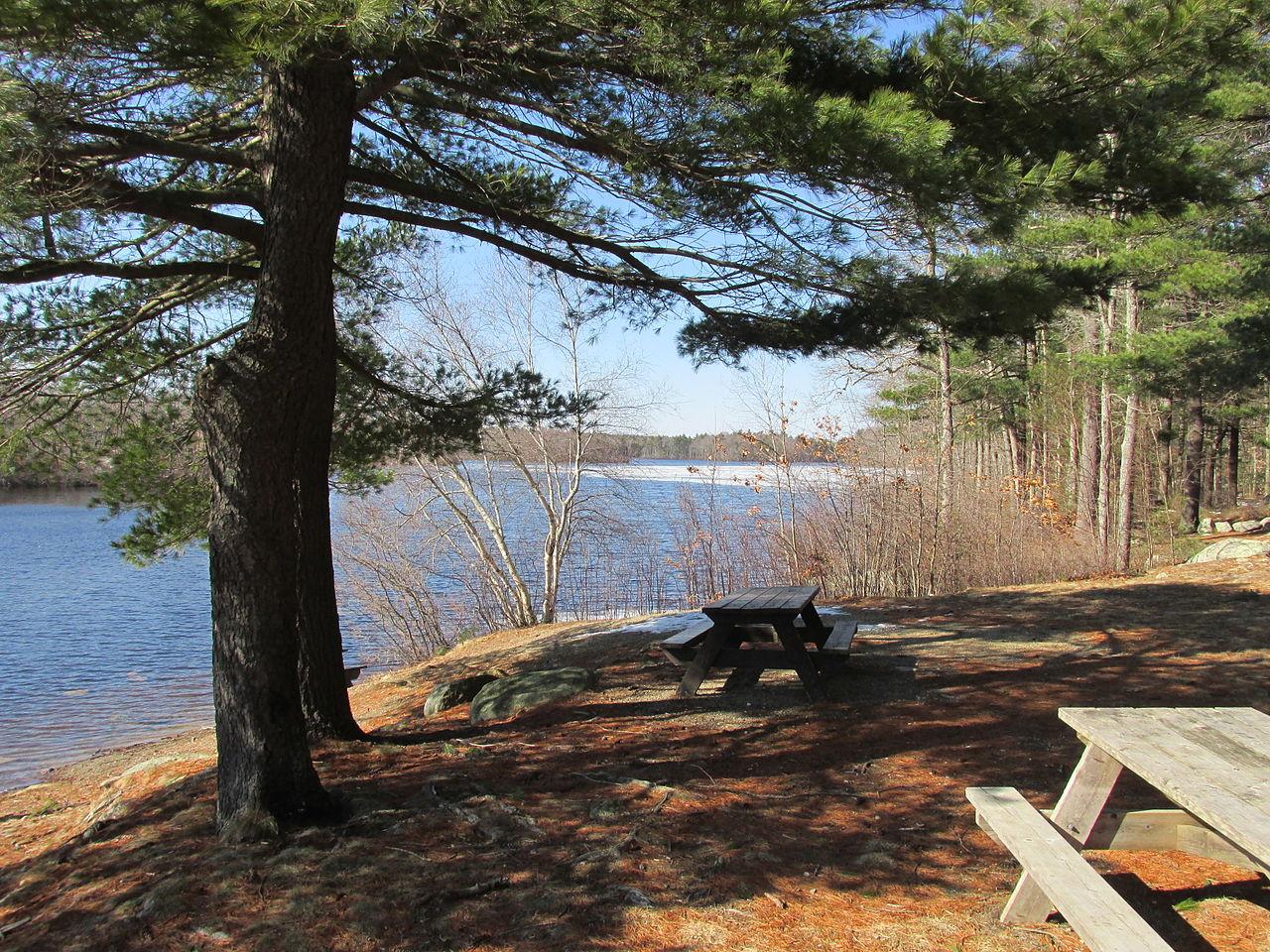 Picnic tables under large trees beside a lake on a sunny day.